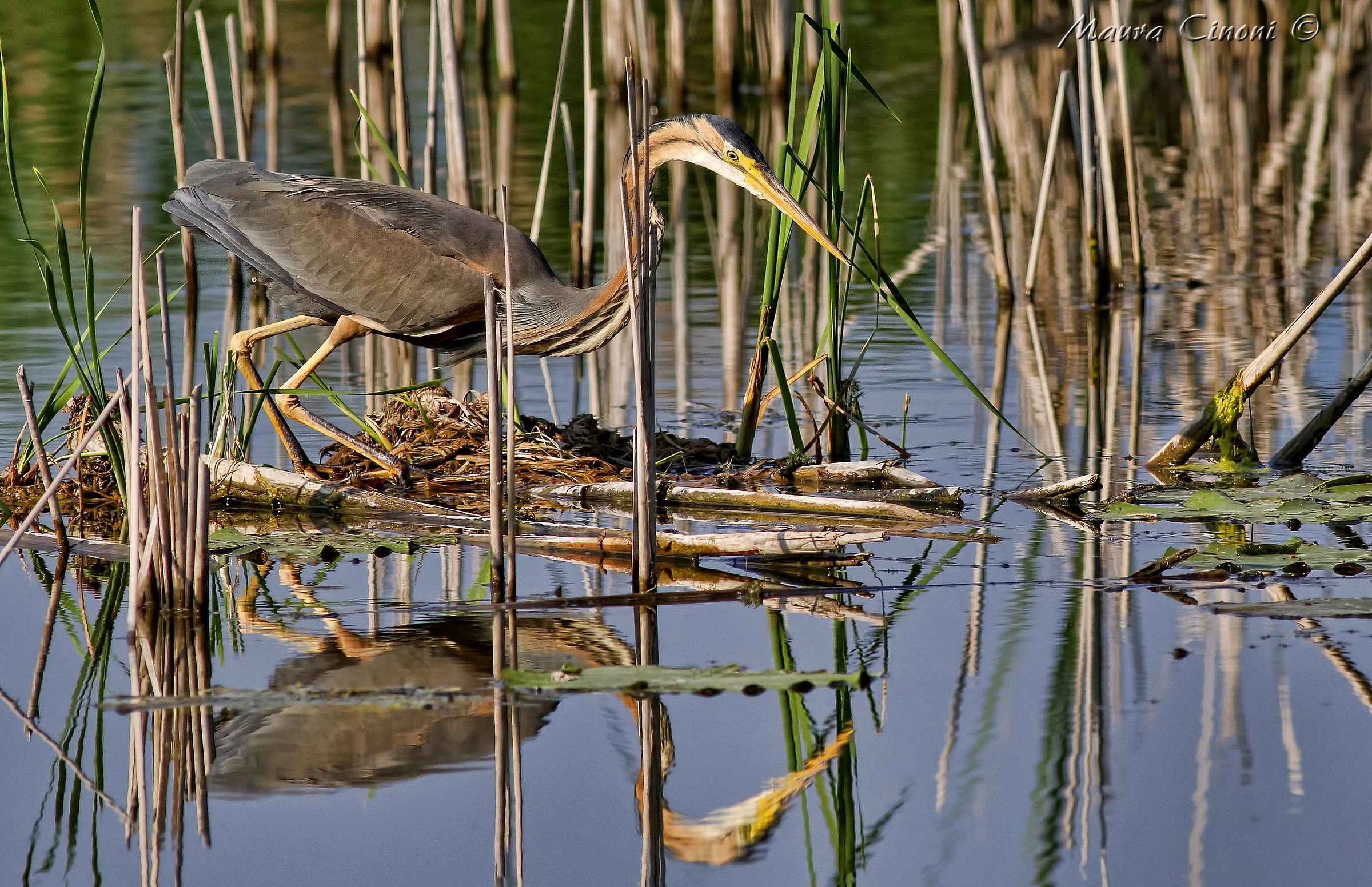 Red Heron in Hunting