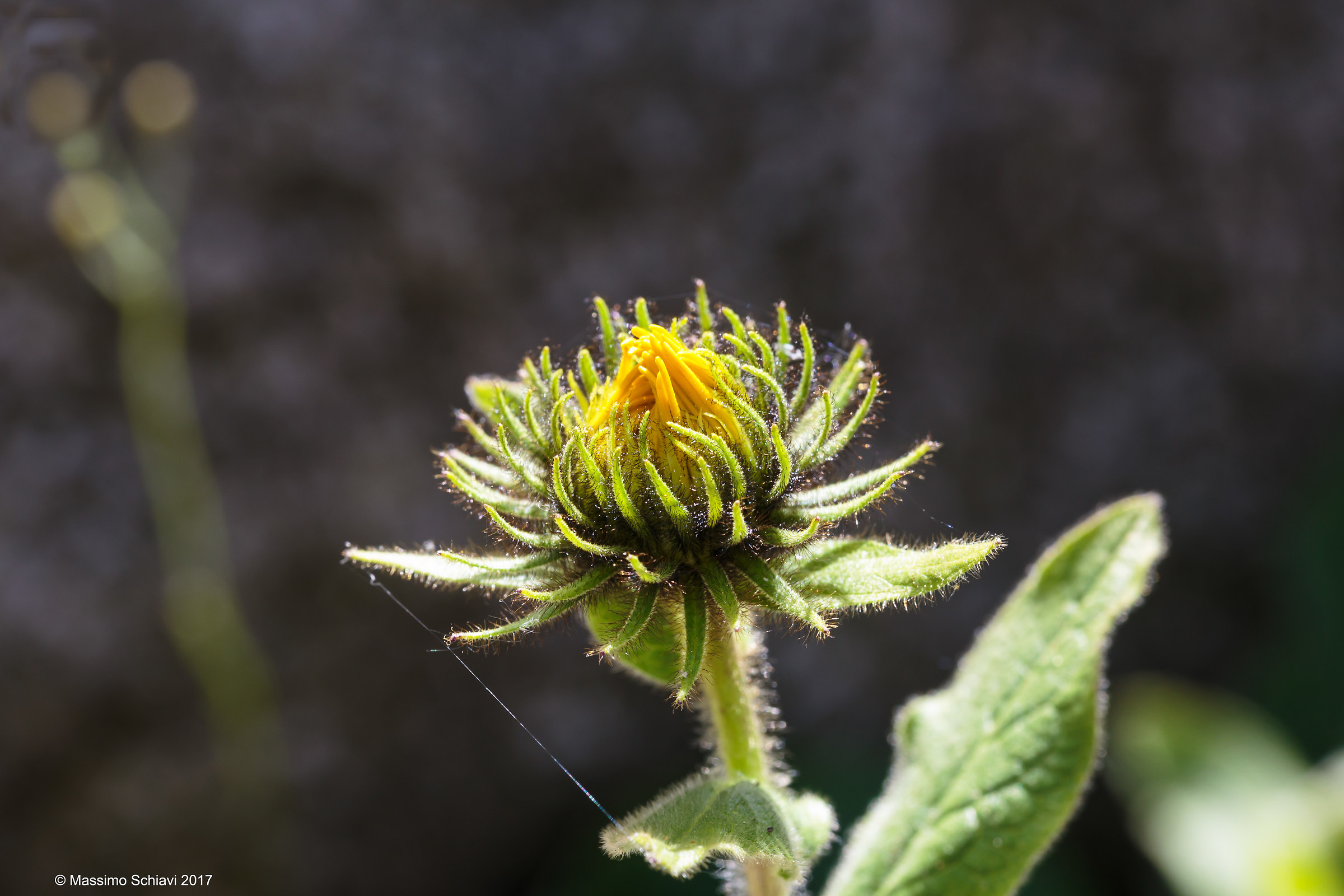 Oriental Inula L. - Caucasian - in the bud.