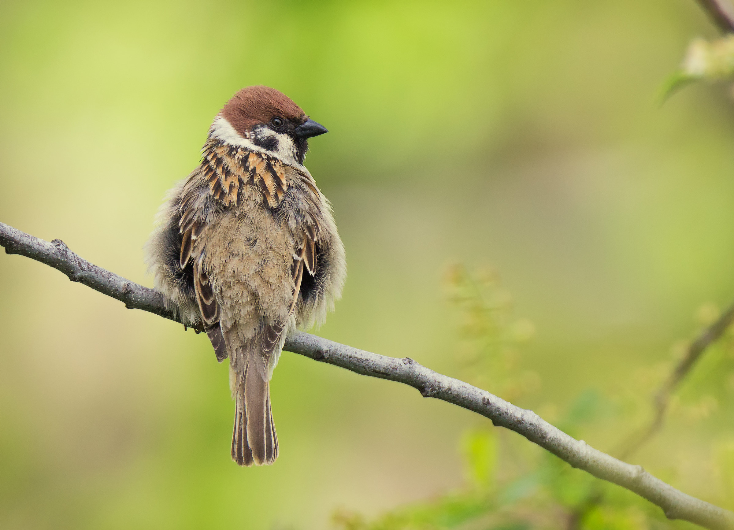 Tree sparrow