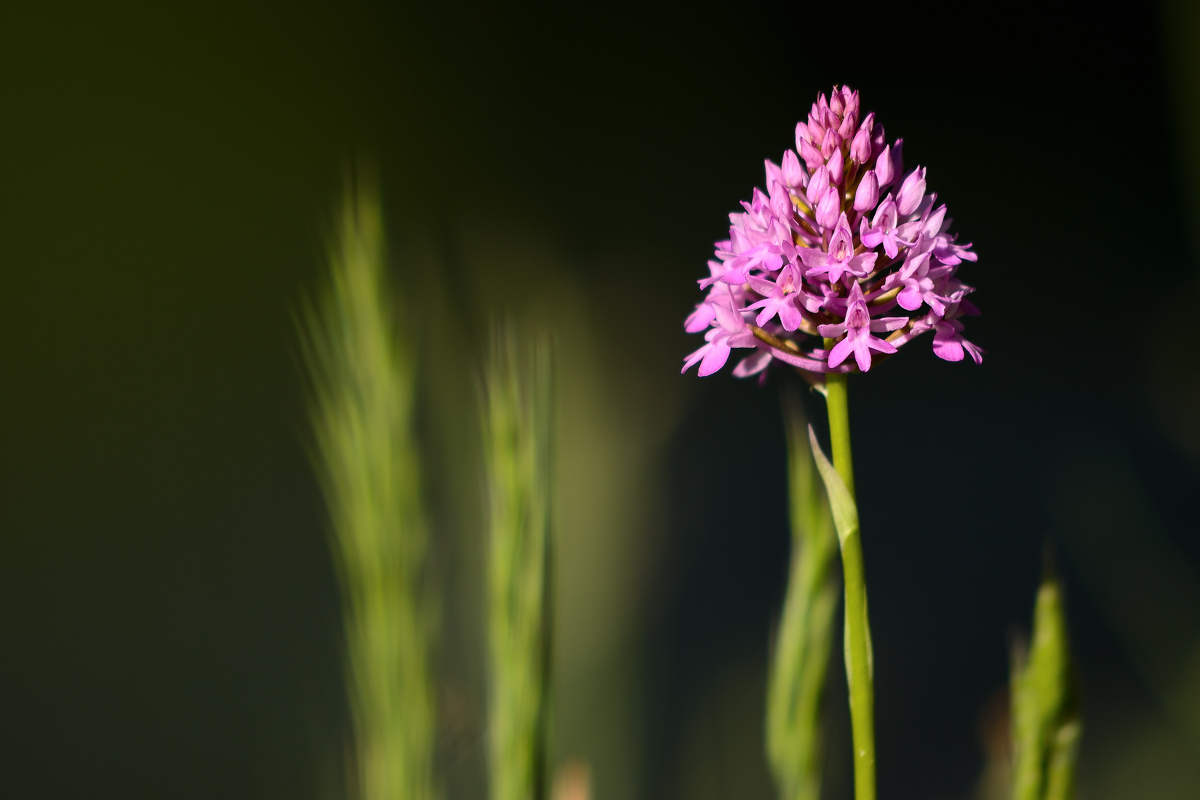 Wild Pyramid Orchid - Monterano 20170527