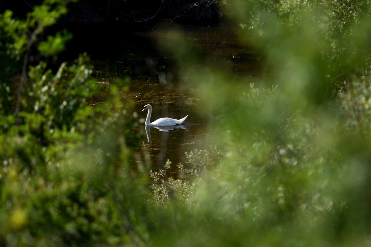 Il cigno magico - Riserva Monterano 20170527