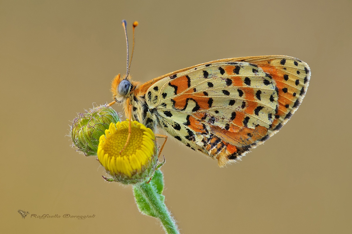 Melitaea didyma