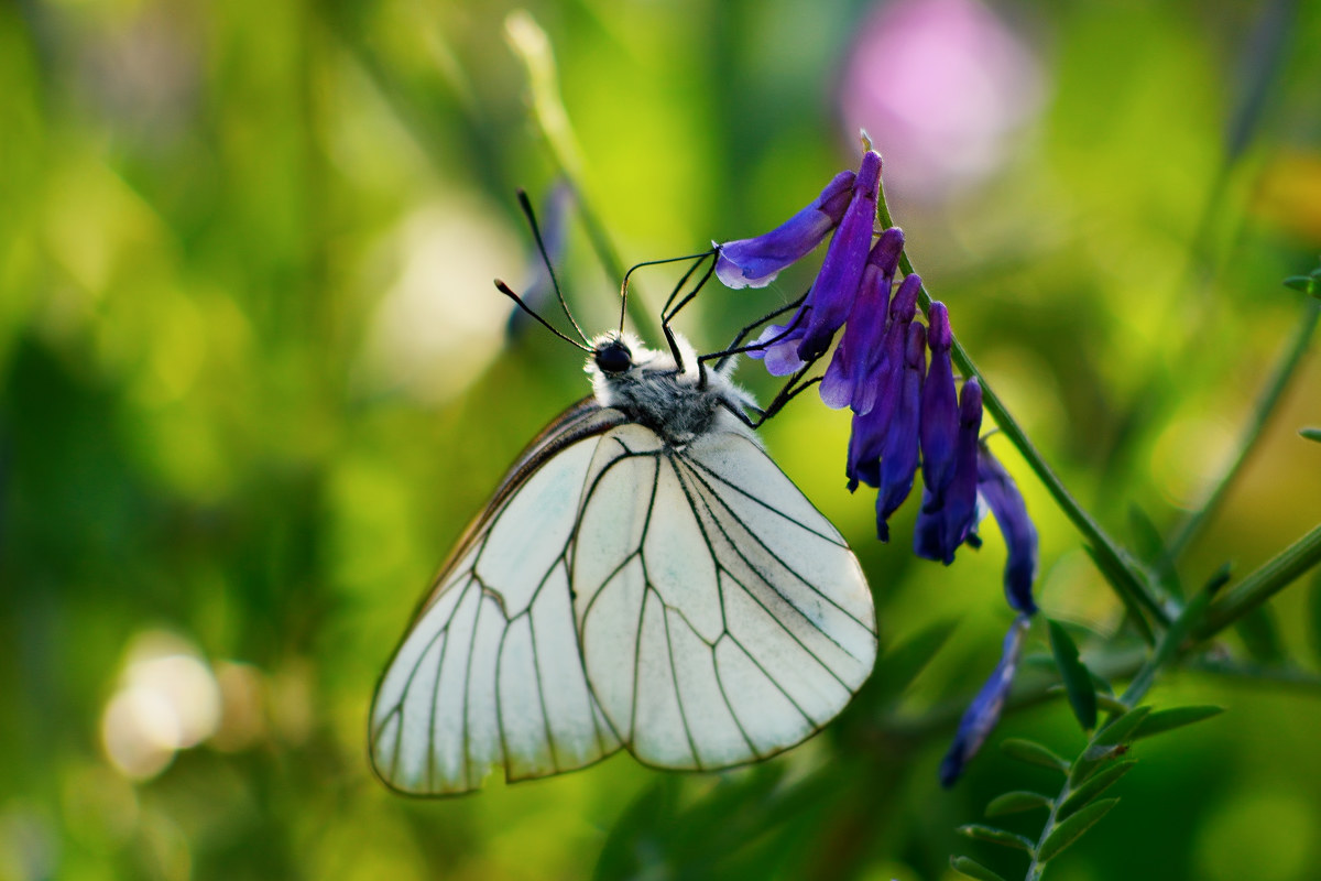 Farfalla - Riserva Monterano 20170527