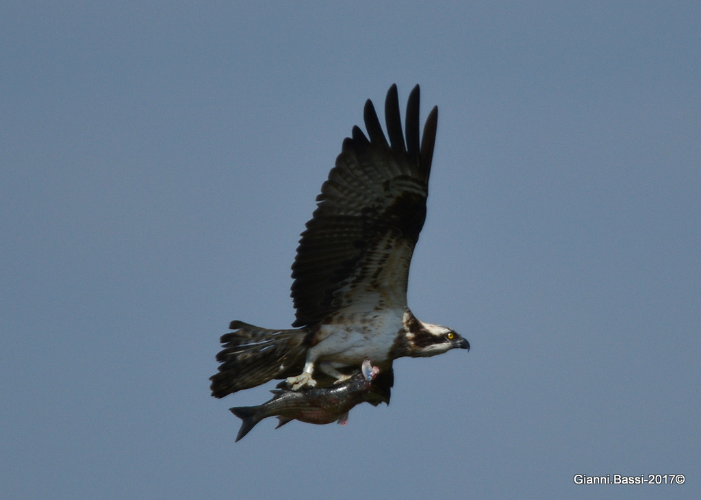 Falco pescatore con preda