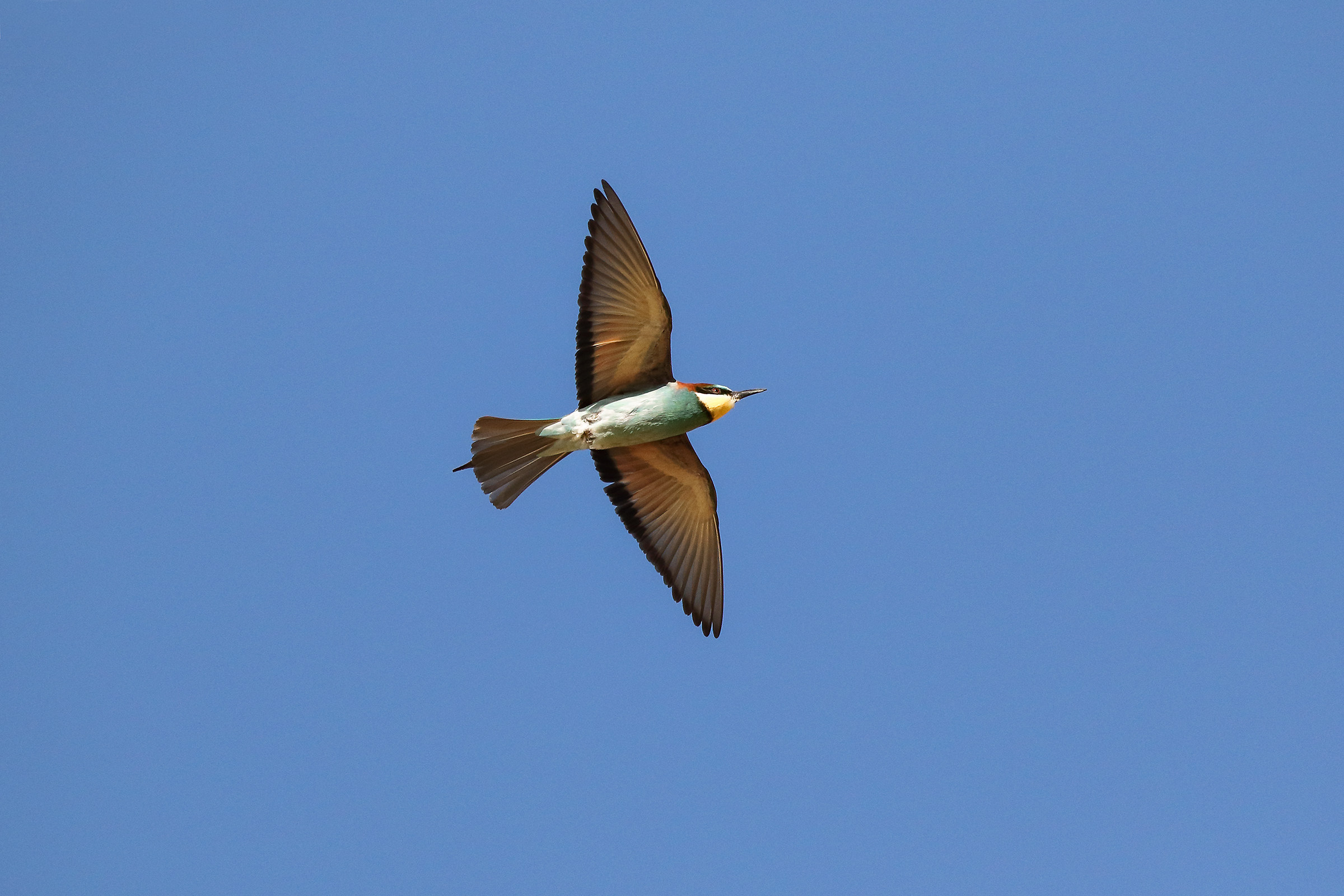 In flight