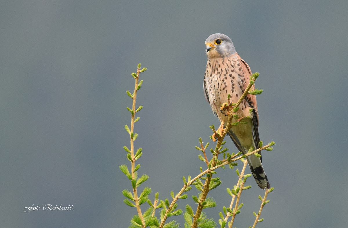 Male kestrel ...