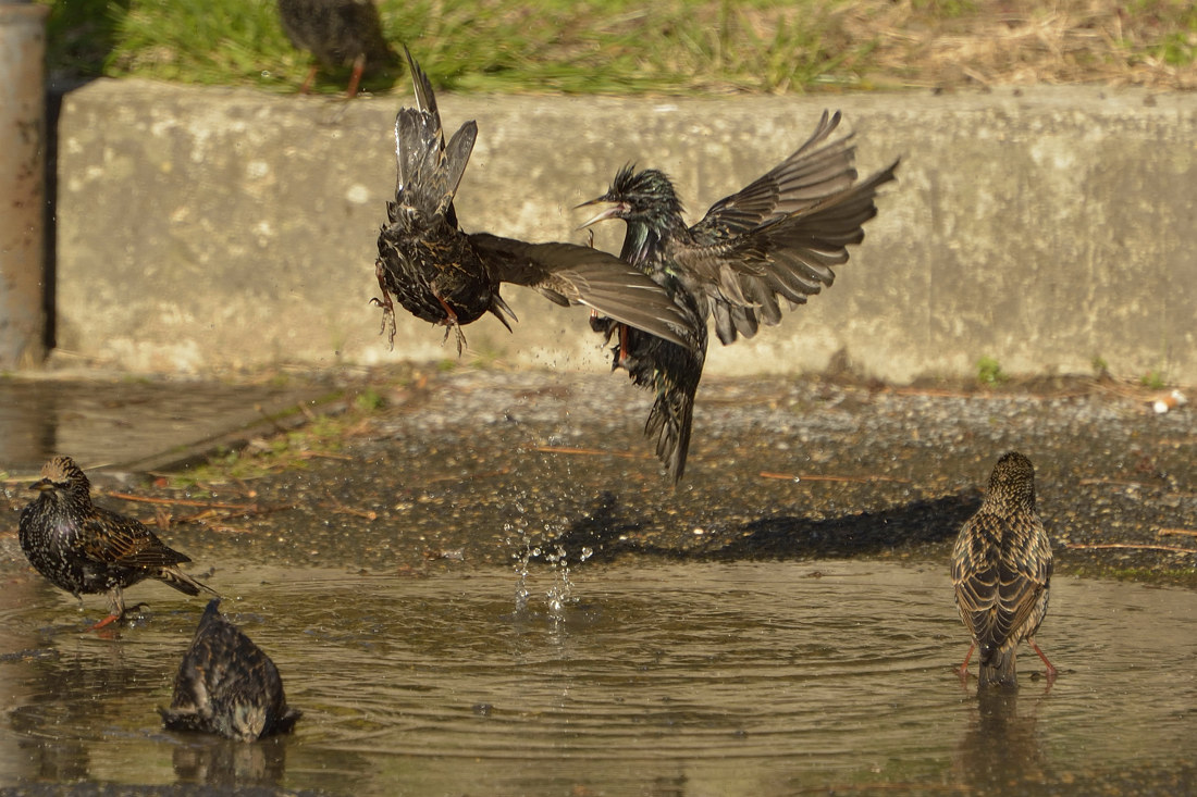 starlings