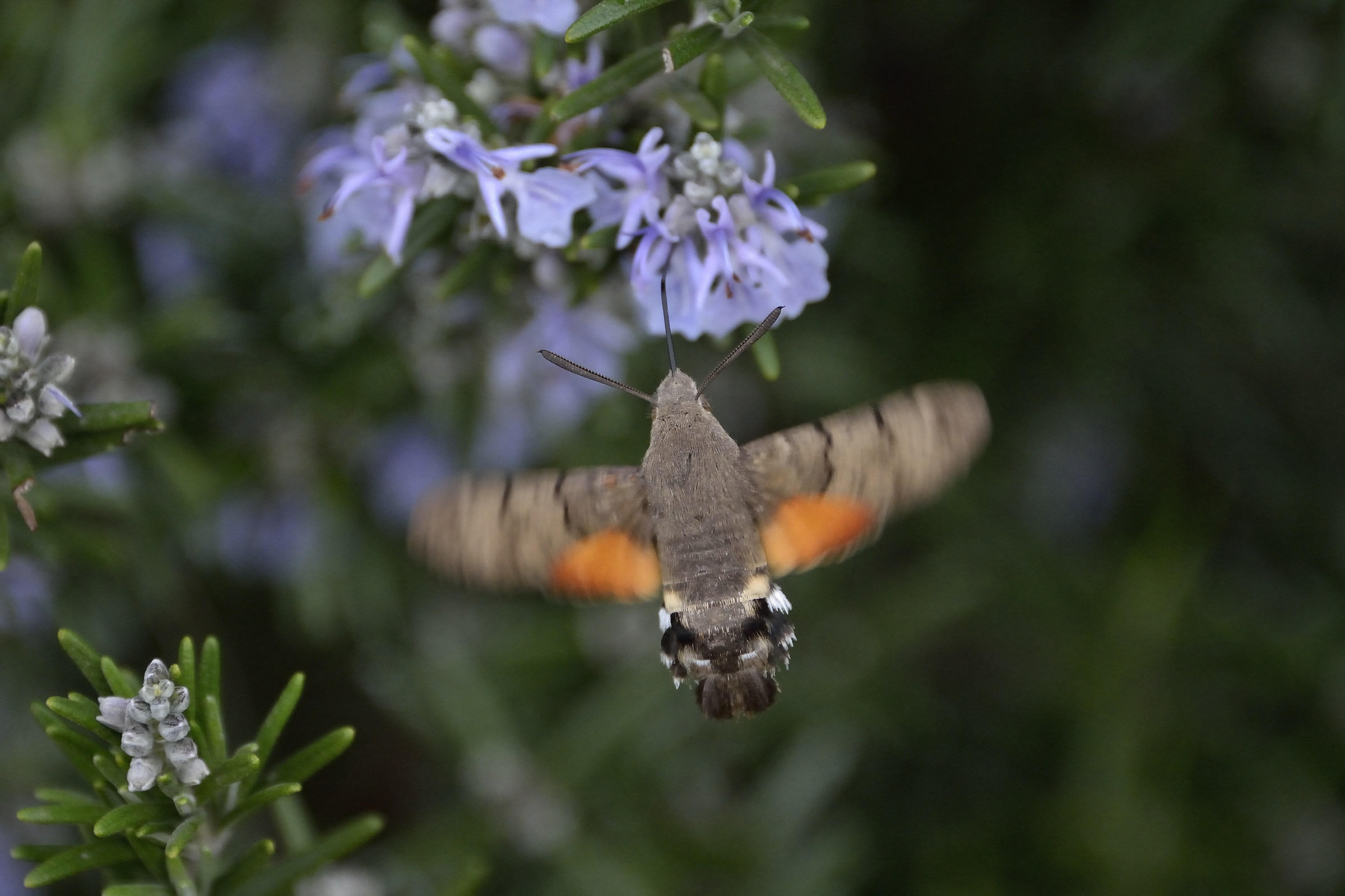 Macroglossum stellatarium