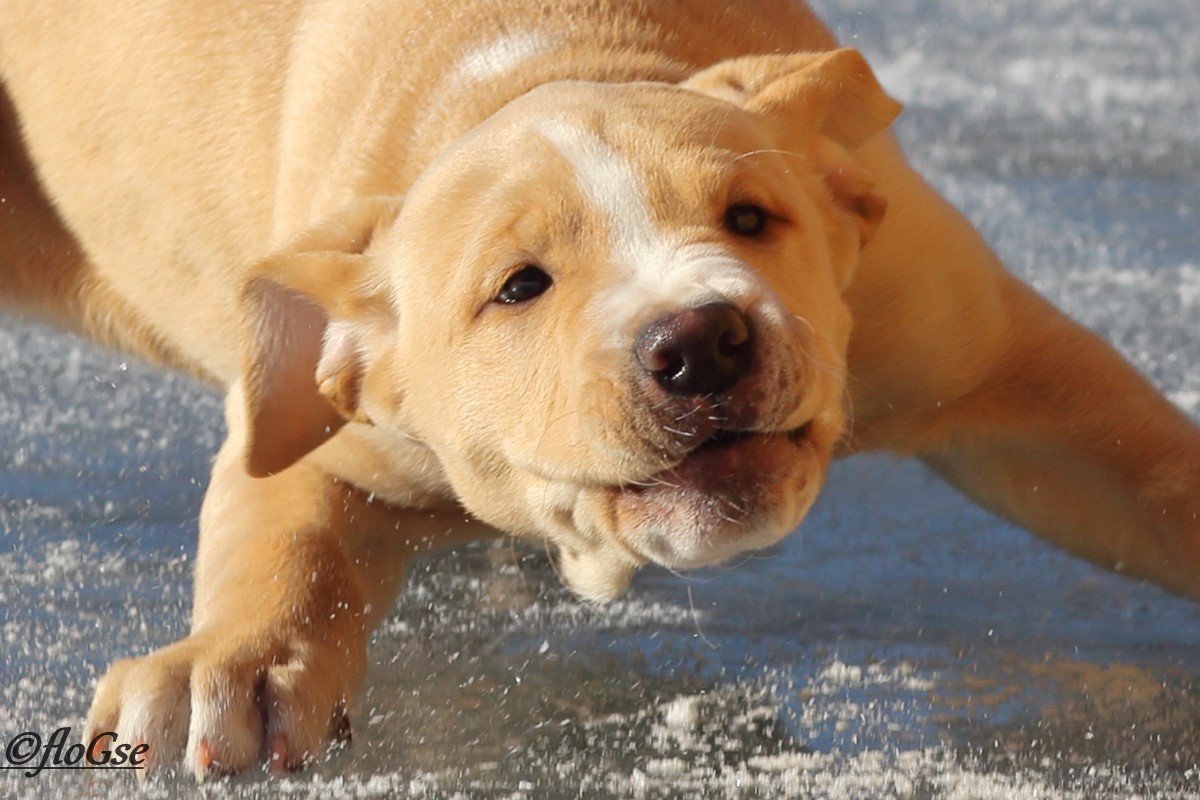 Divertimento sul ghiaccio