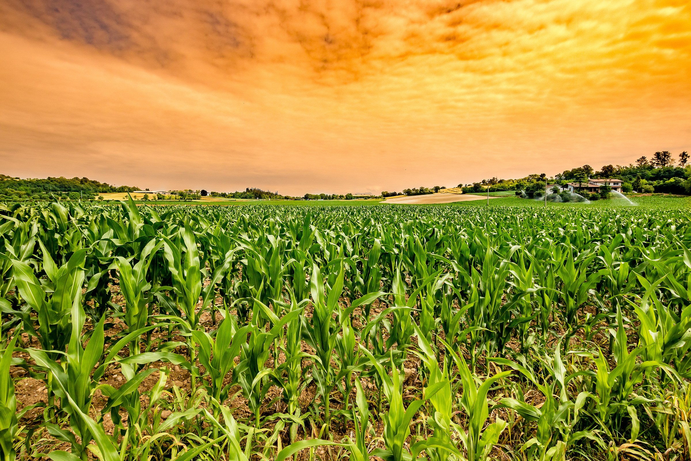 Che ne sai tu di un campo di grano