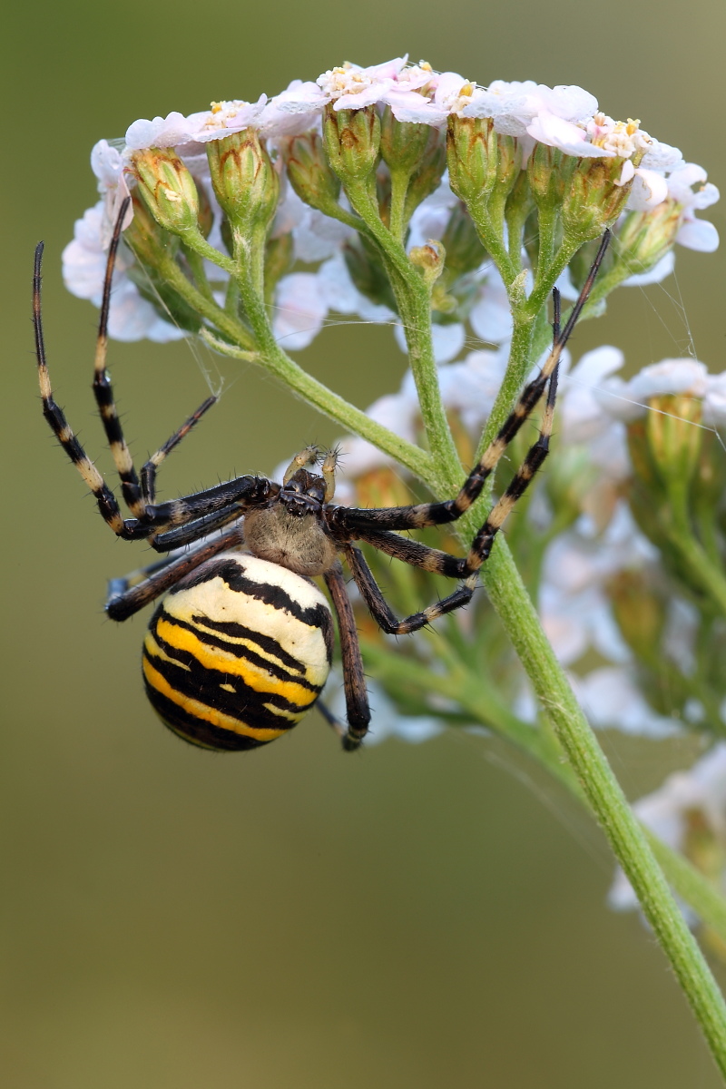 Argiope 1