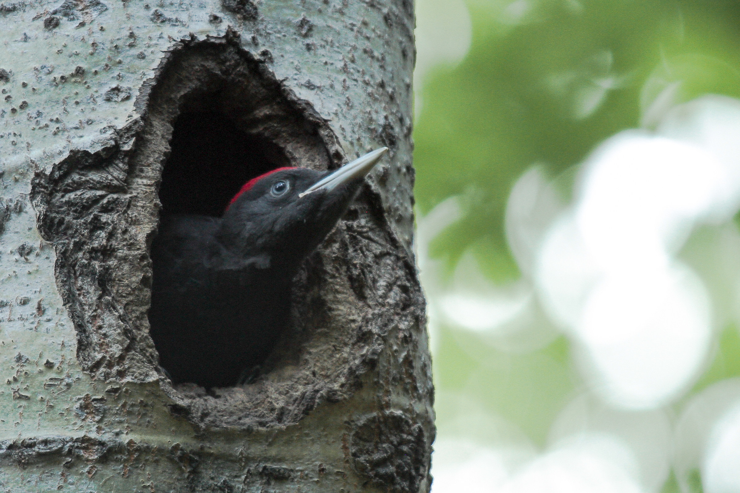 Black woodpecker