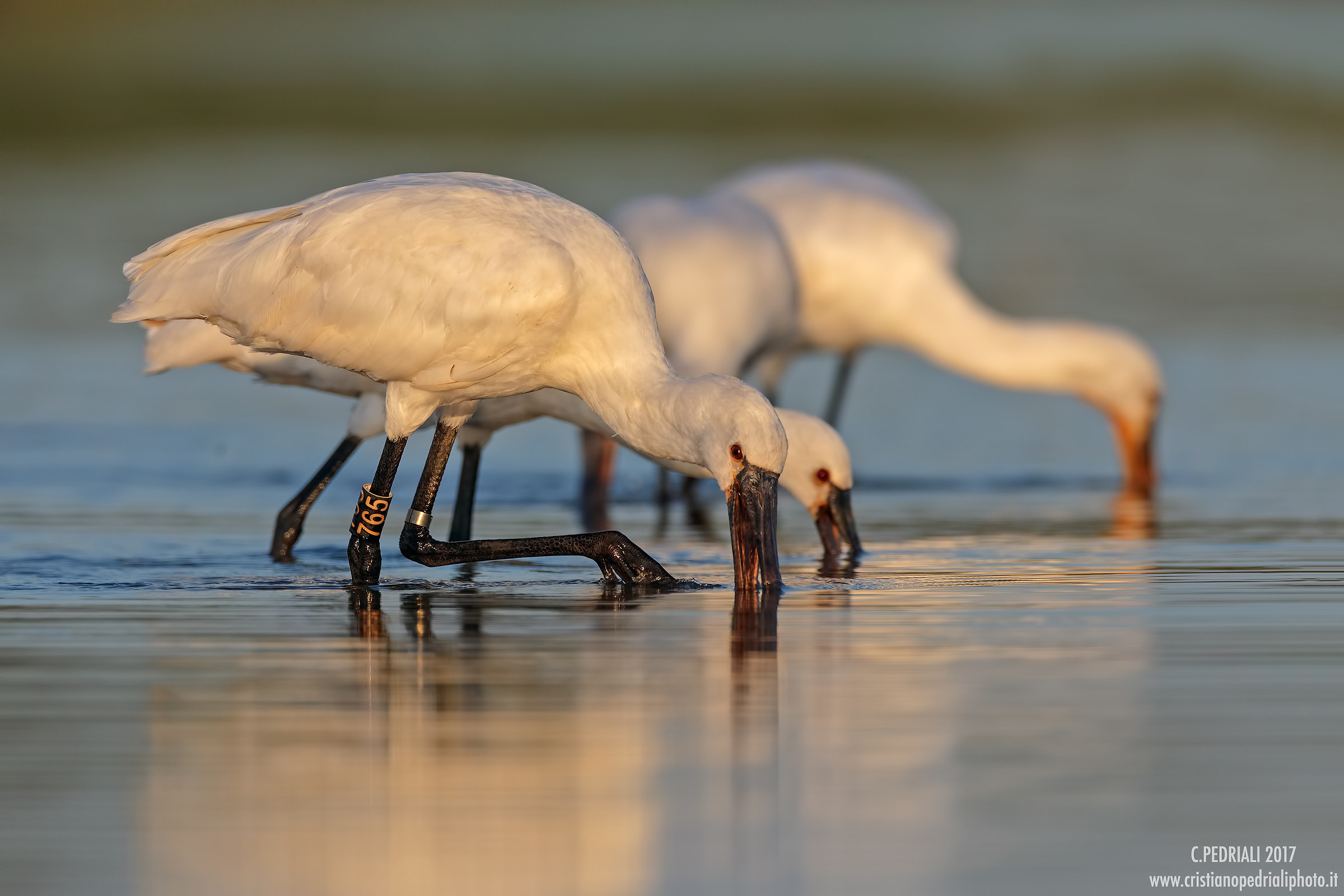 Spatulas at the last lights ...