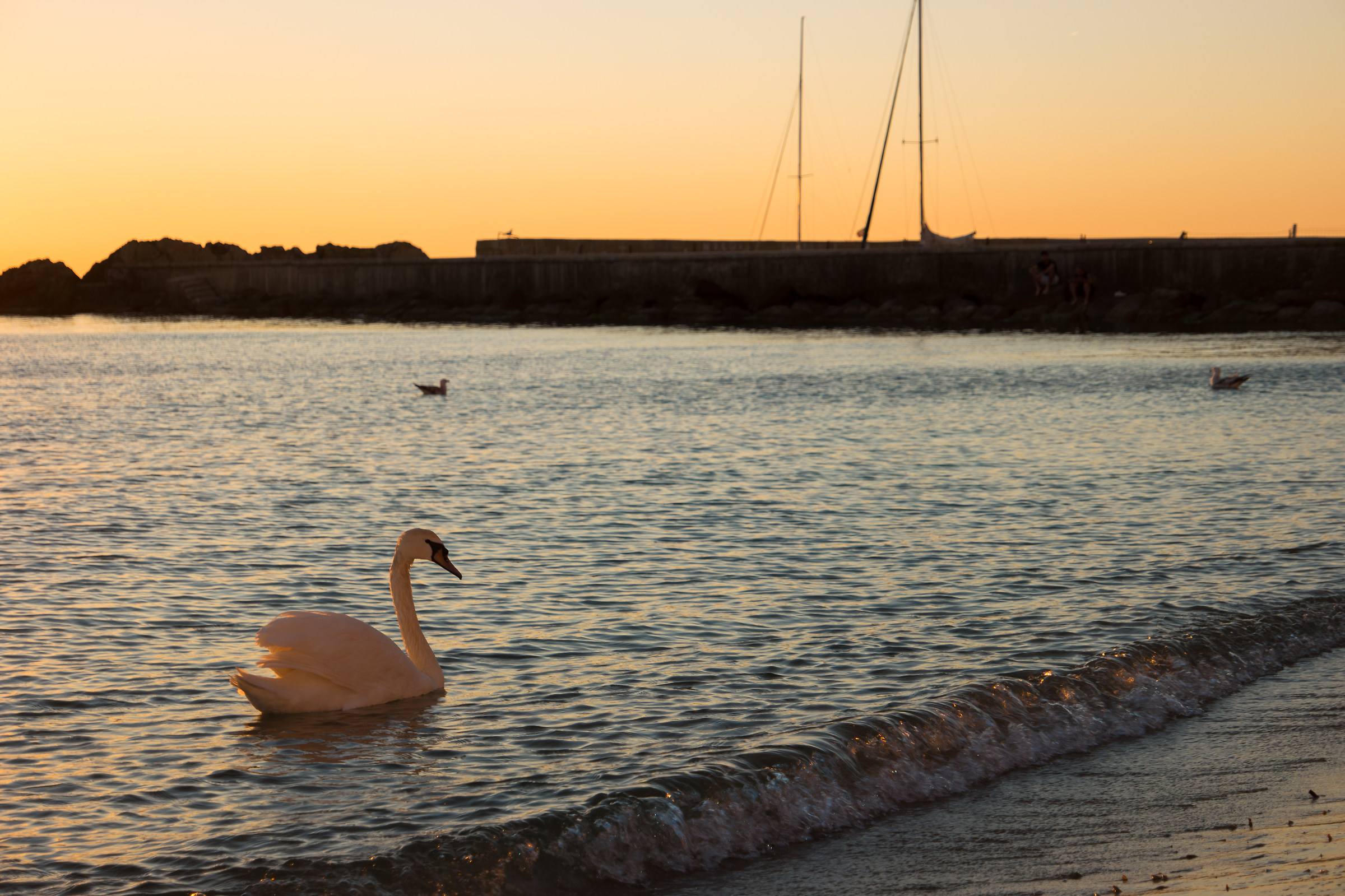 A swan in Gallipoli
