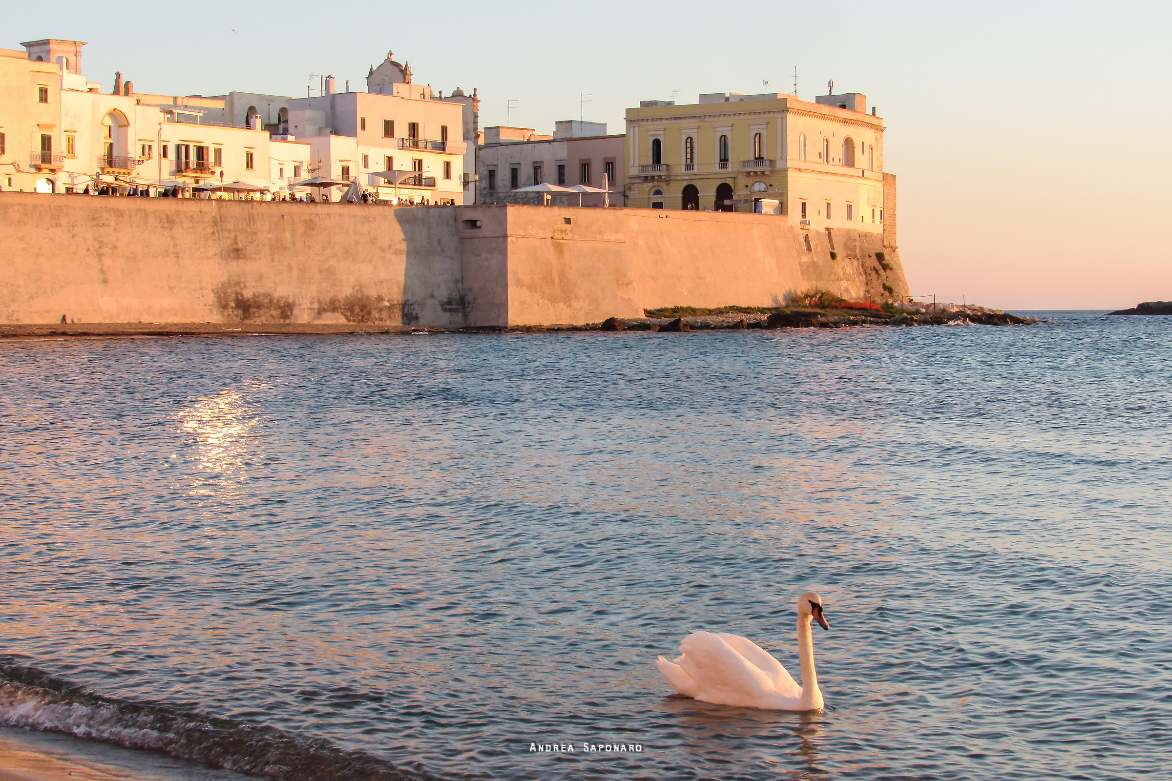 A sophisticated guest ... a nice swan