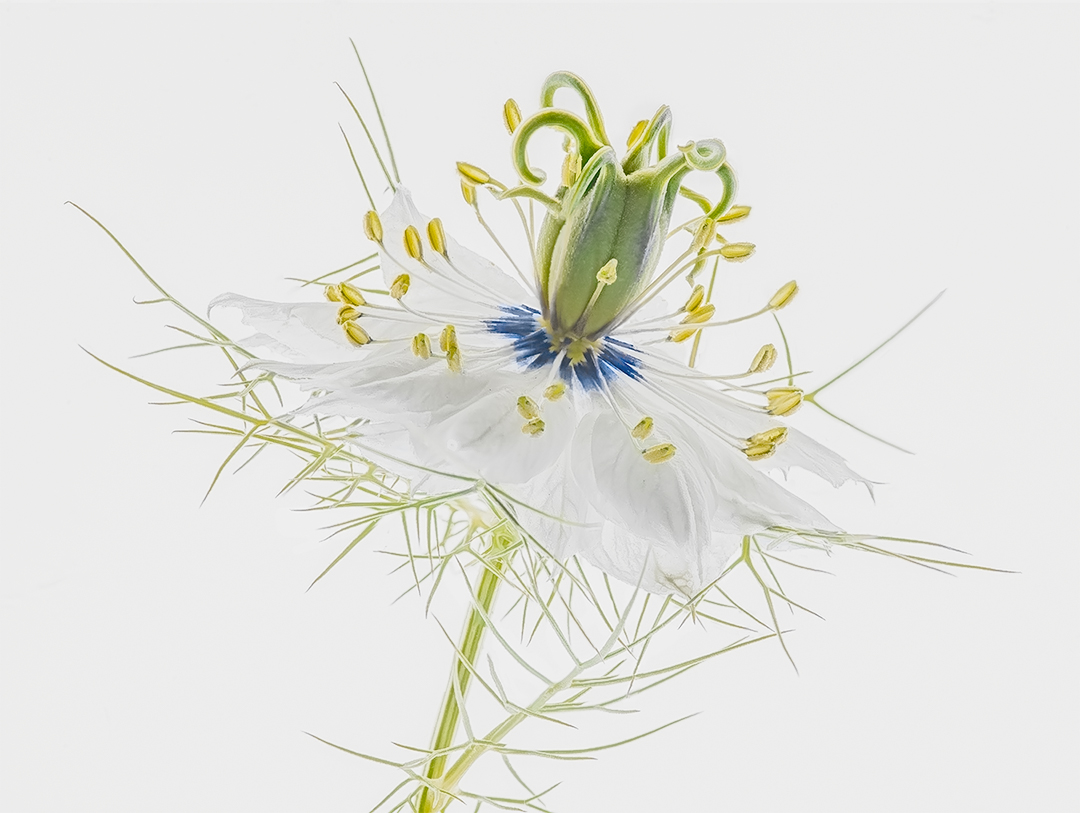 Nigella tutta luce