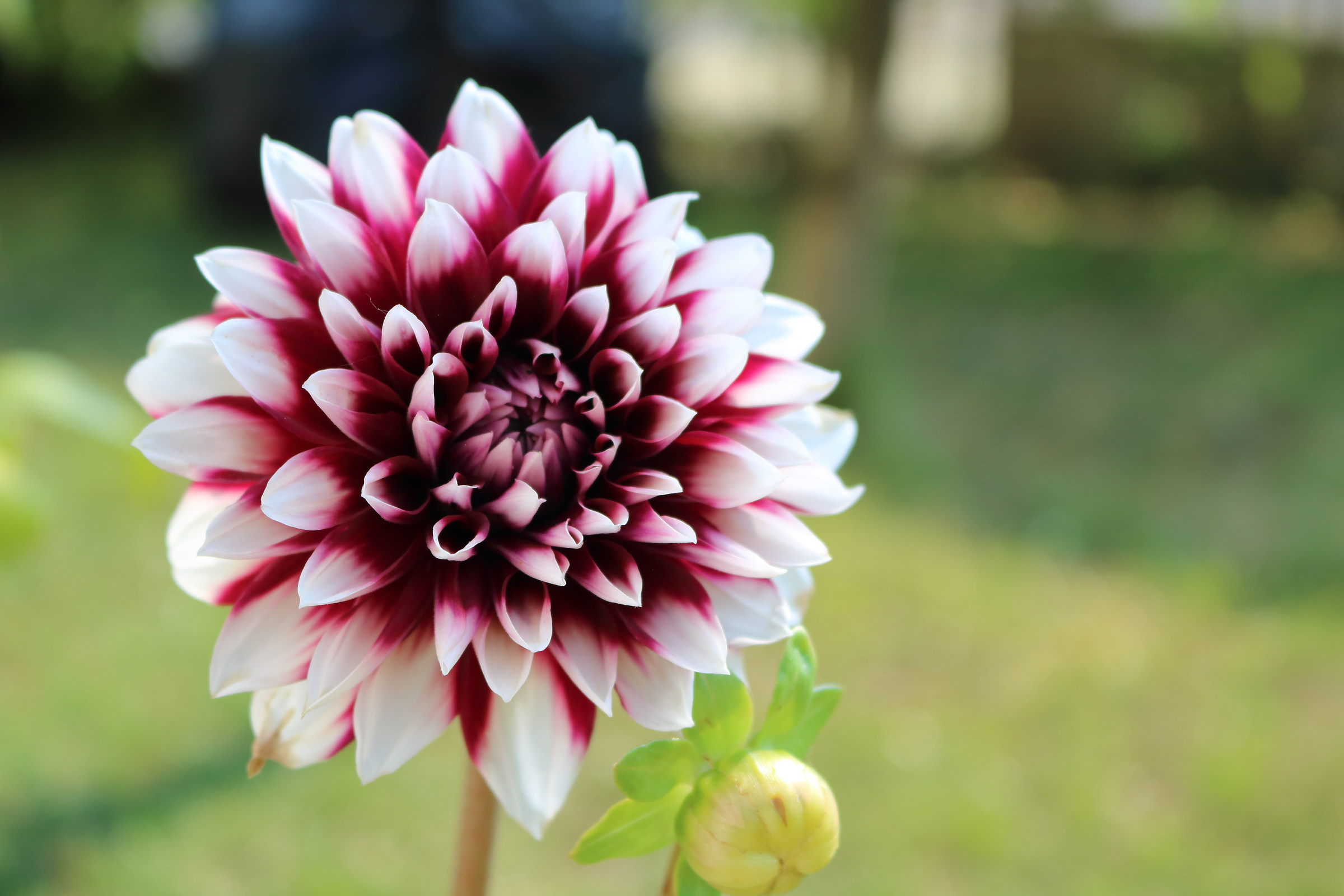 dahlia