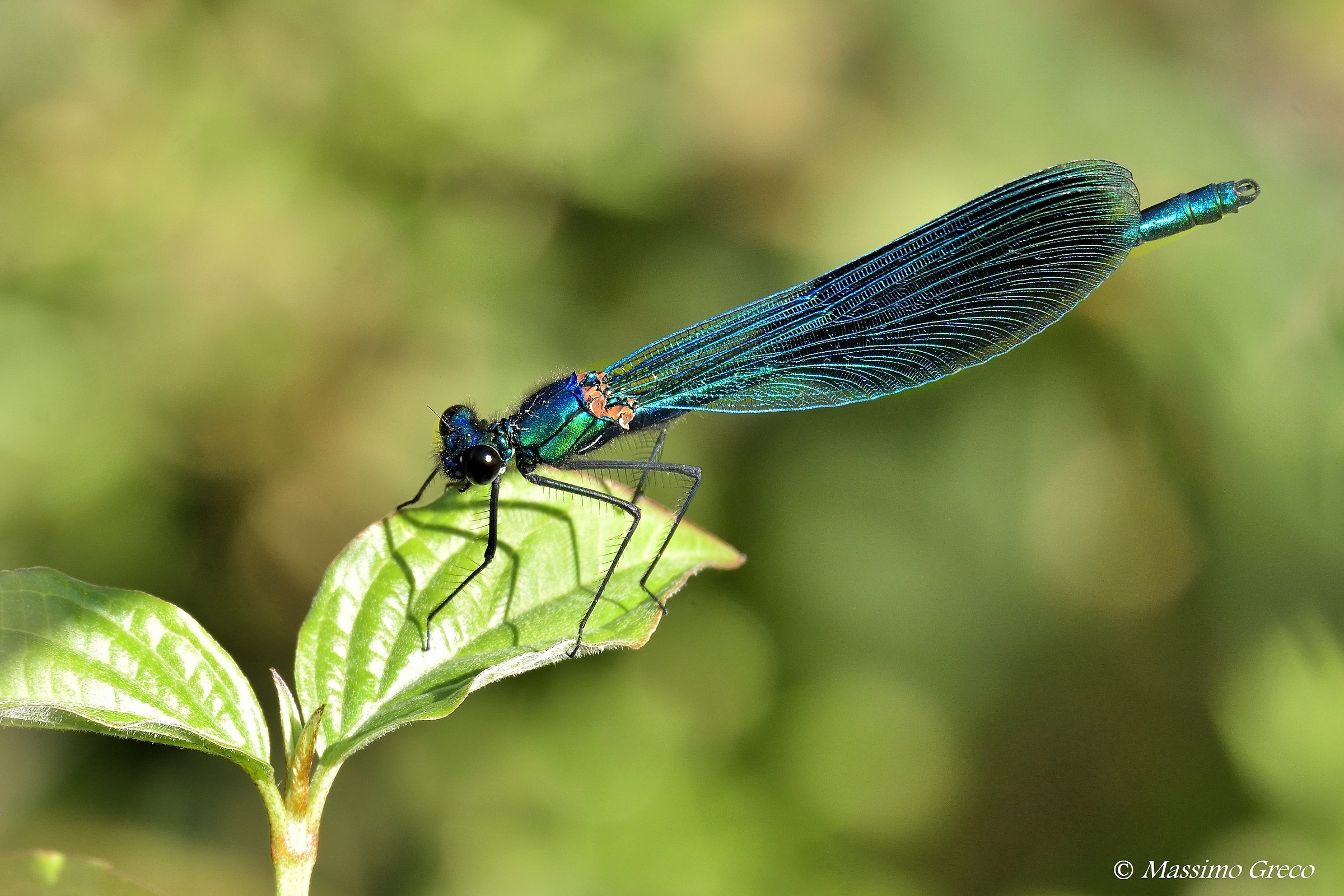 Calopteryx virgo - Maschio