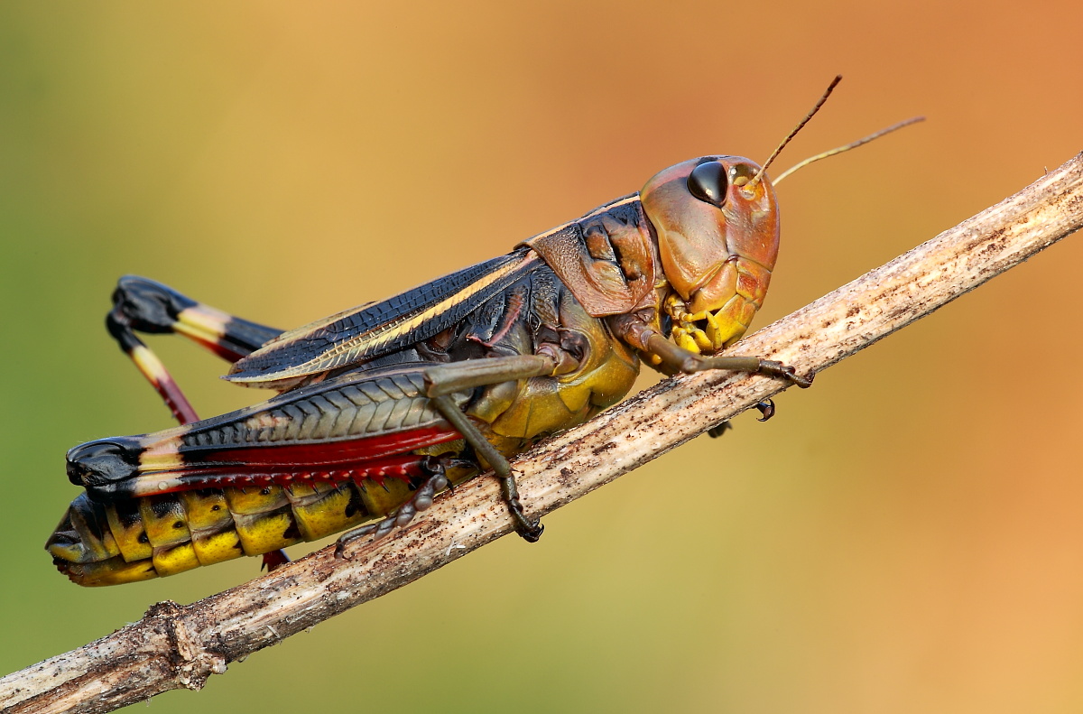 Grasshopper 1