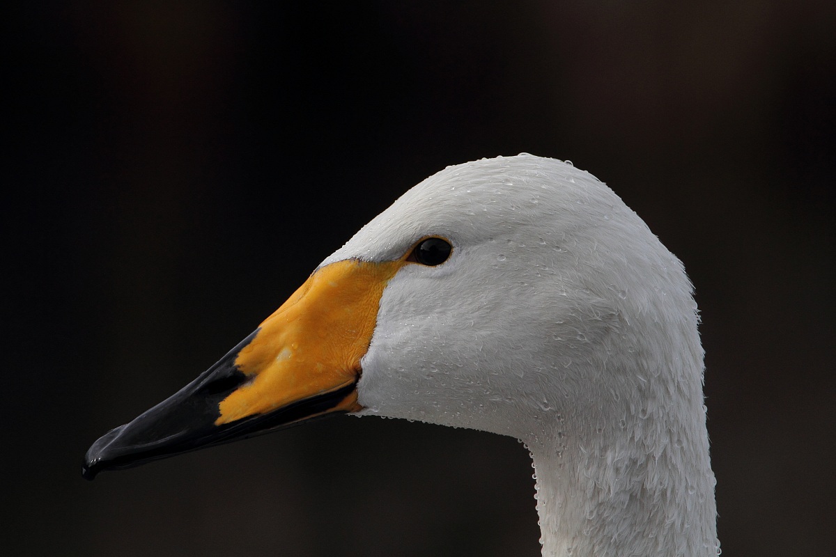 ritratto di cigno selvatico