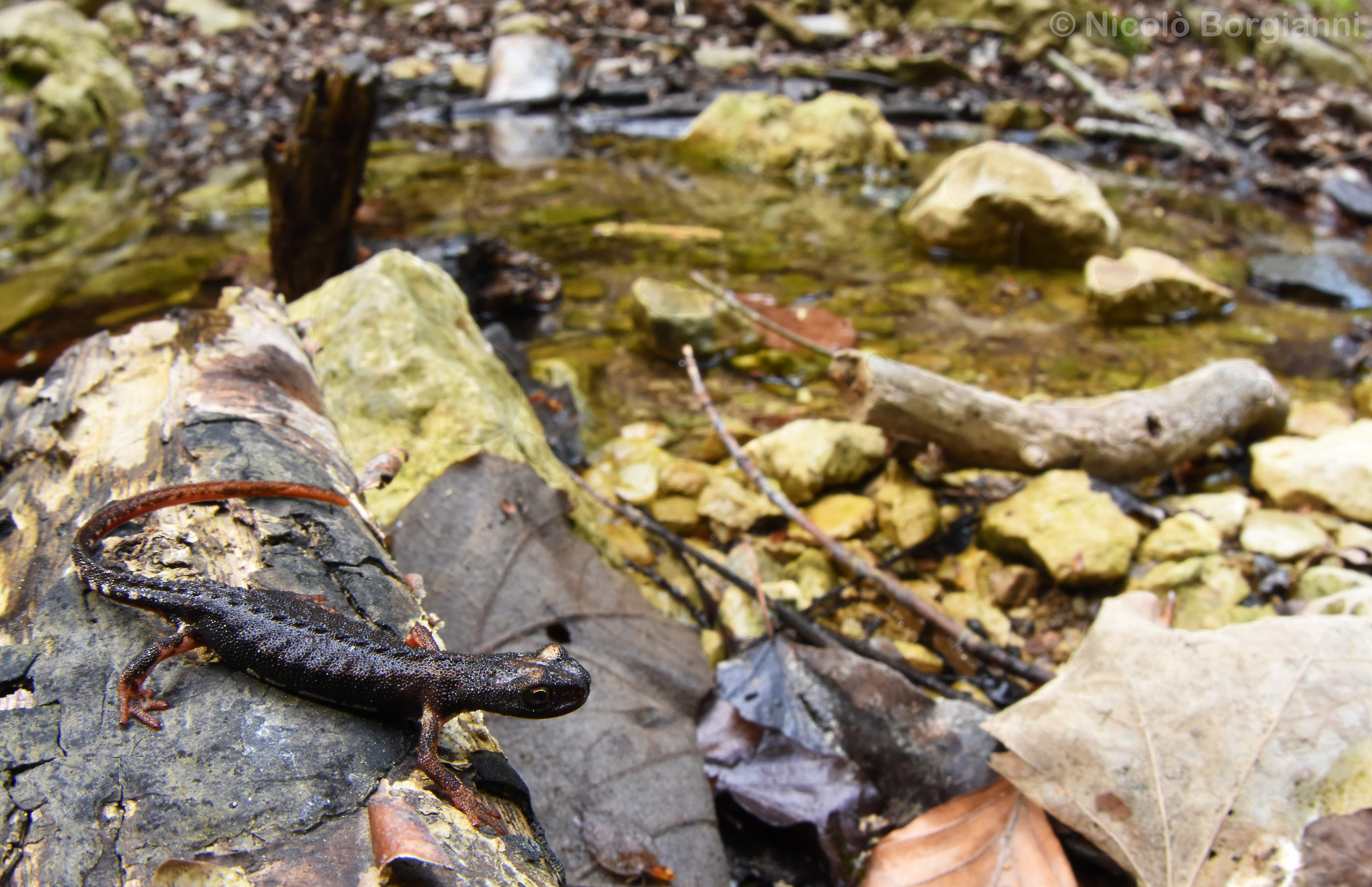 Il gioiello dell'Appennino