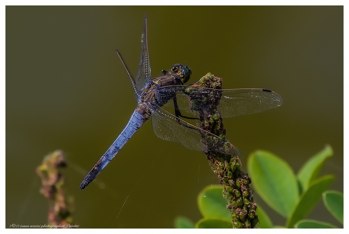 Libellula in posa