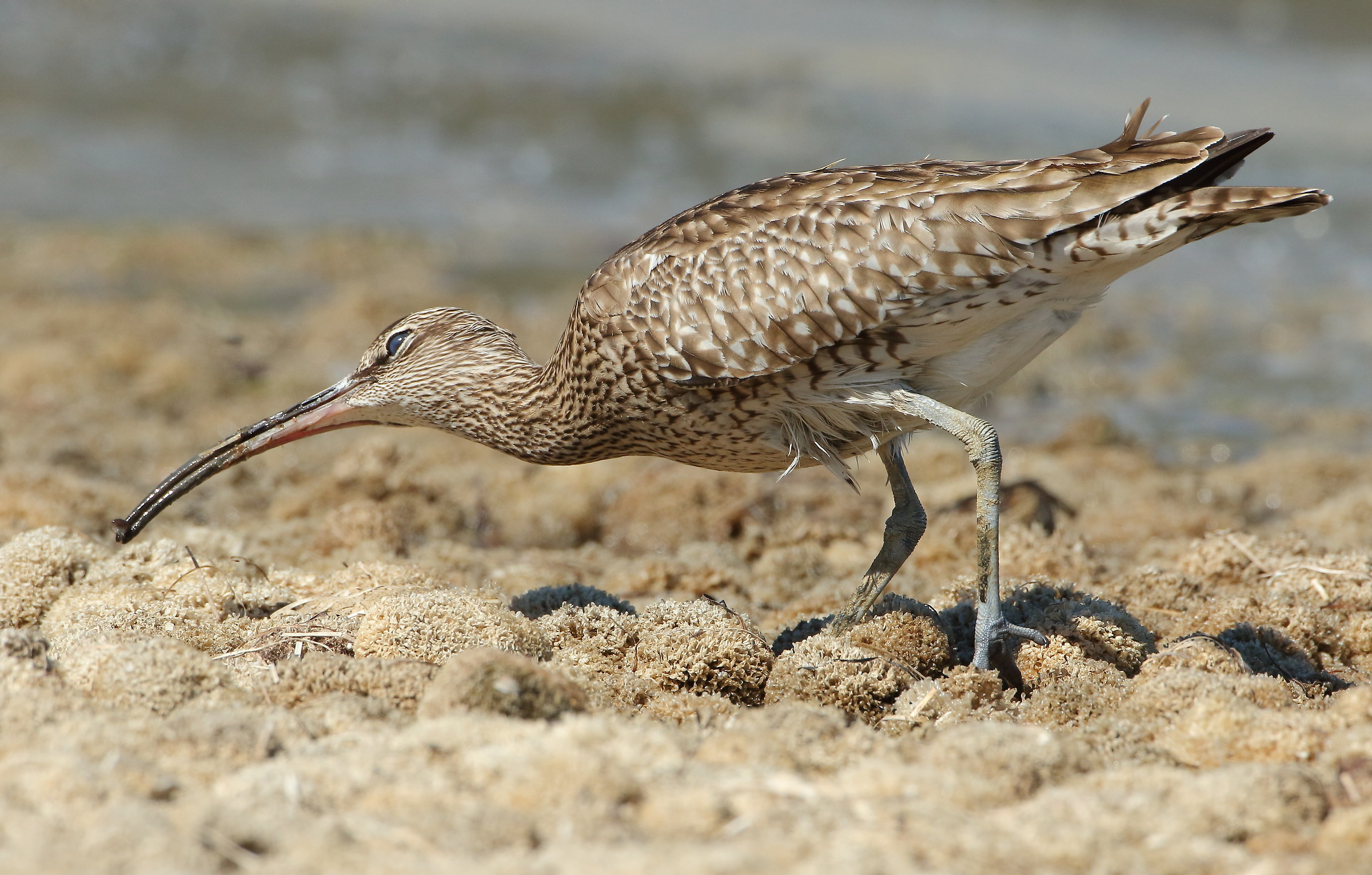 Curlew