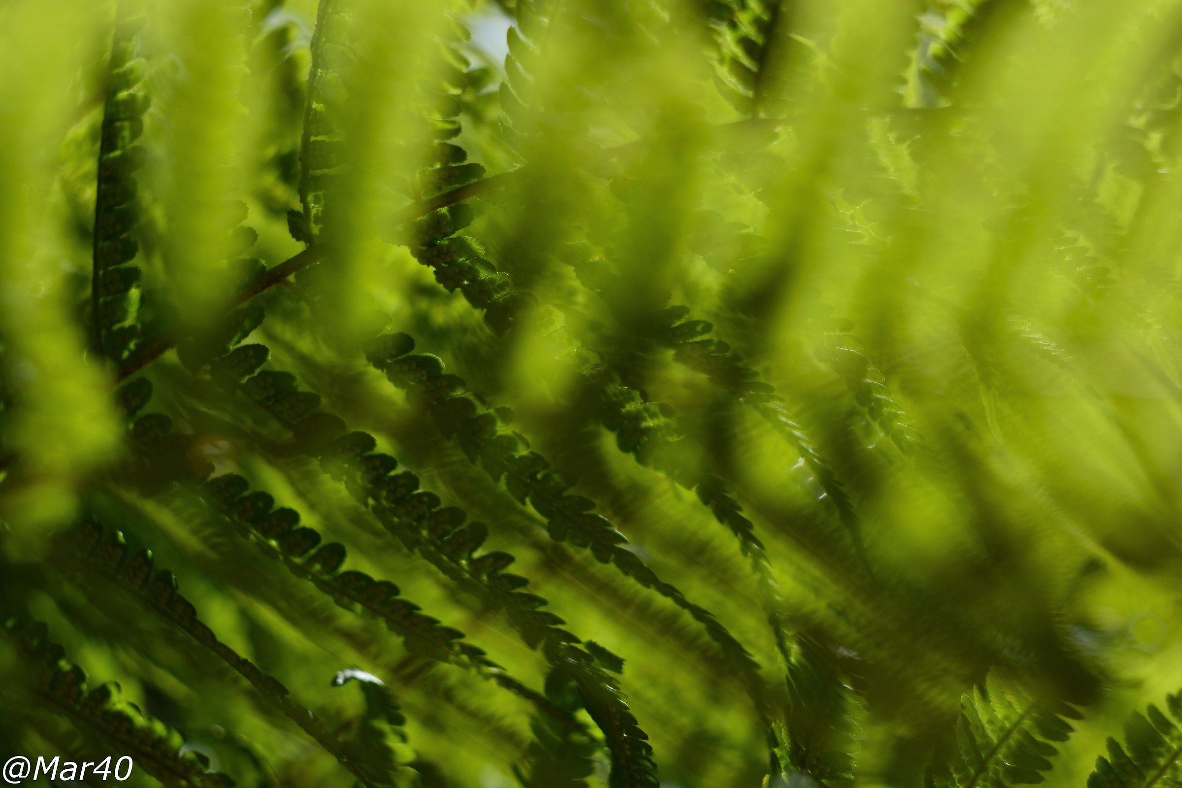 Lame di luce nel sottobosco