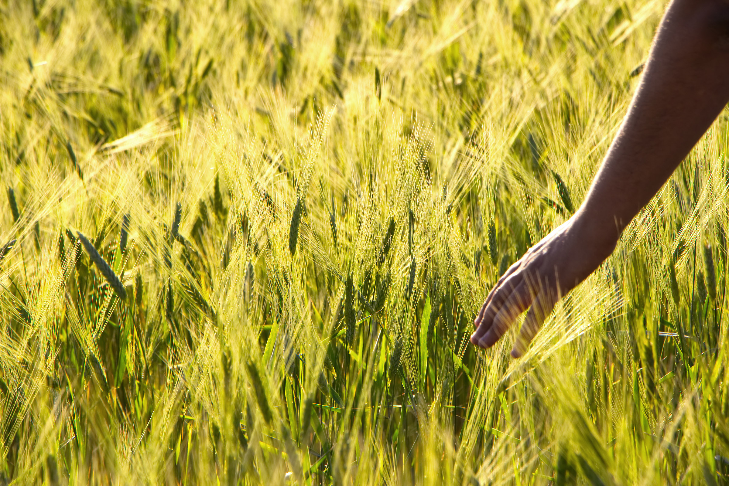 Massimo Decimo Meridio 2.0