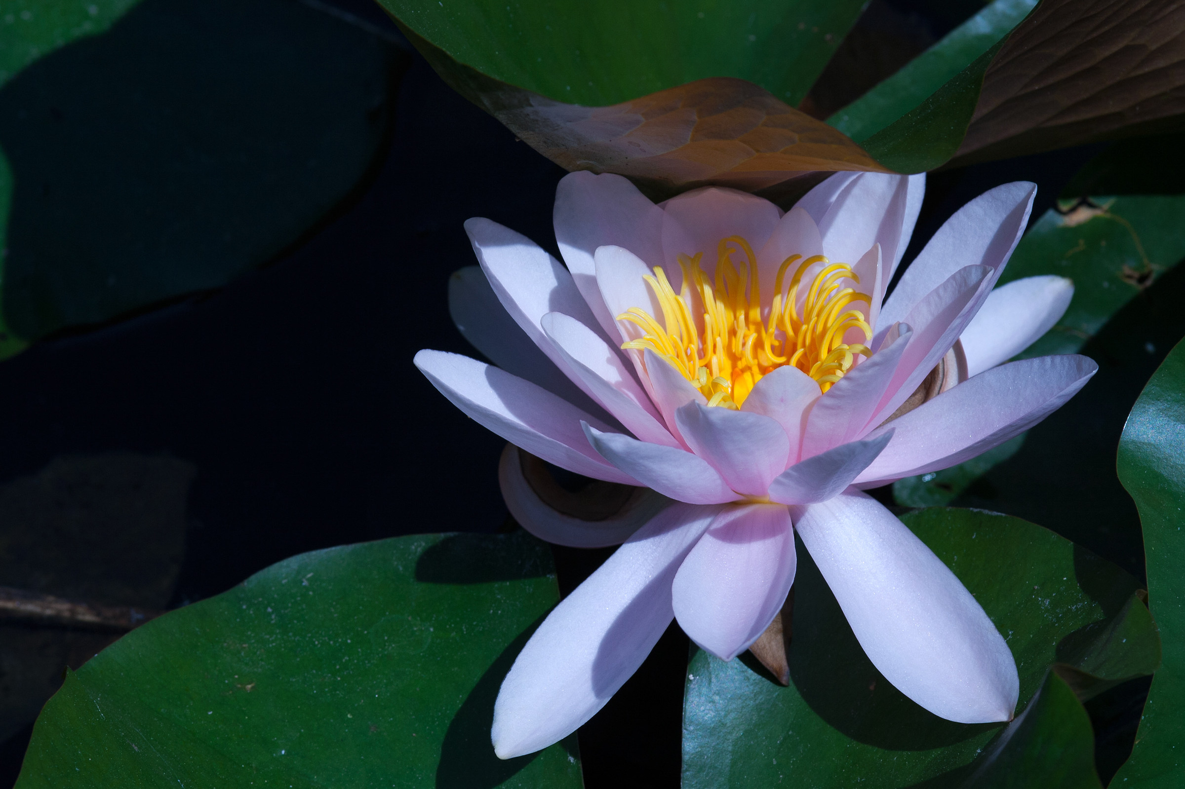 waterlily