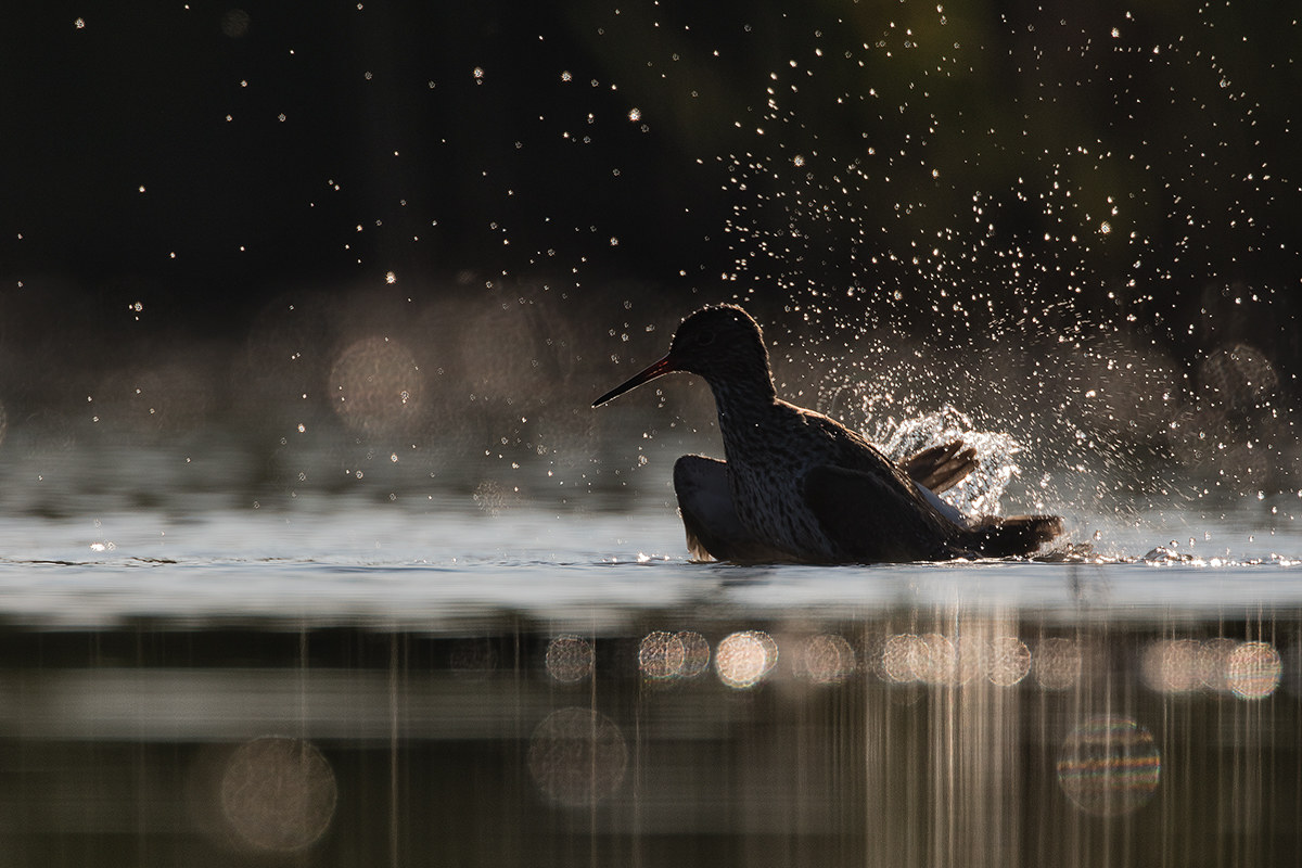 Gli spruzzi della Pettegola