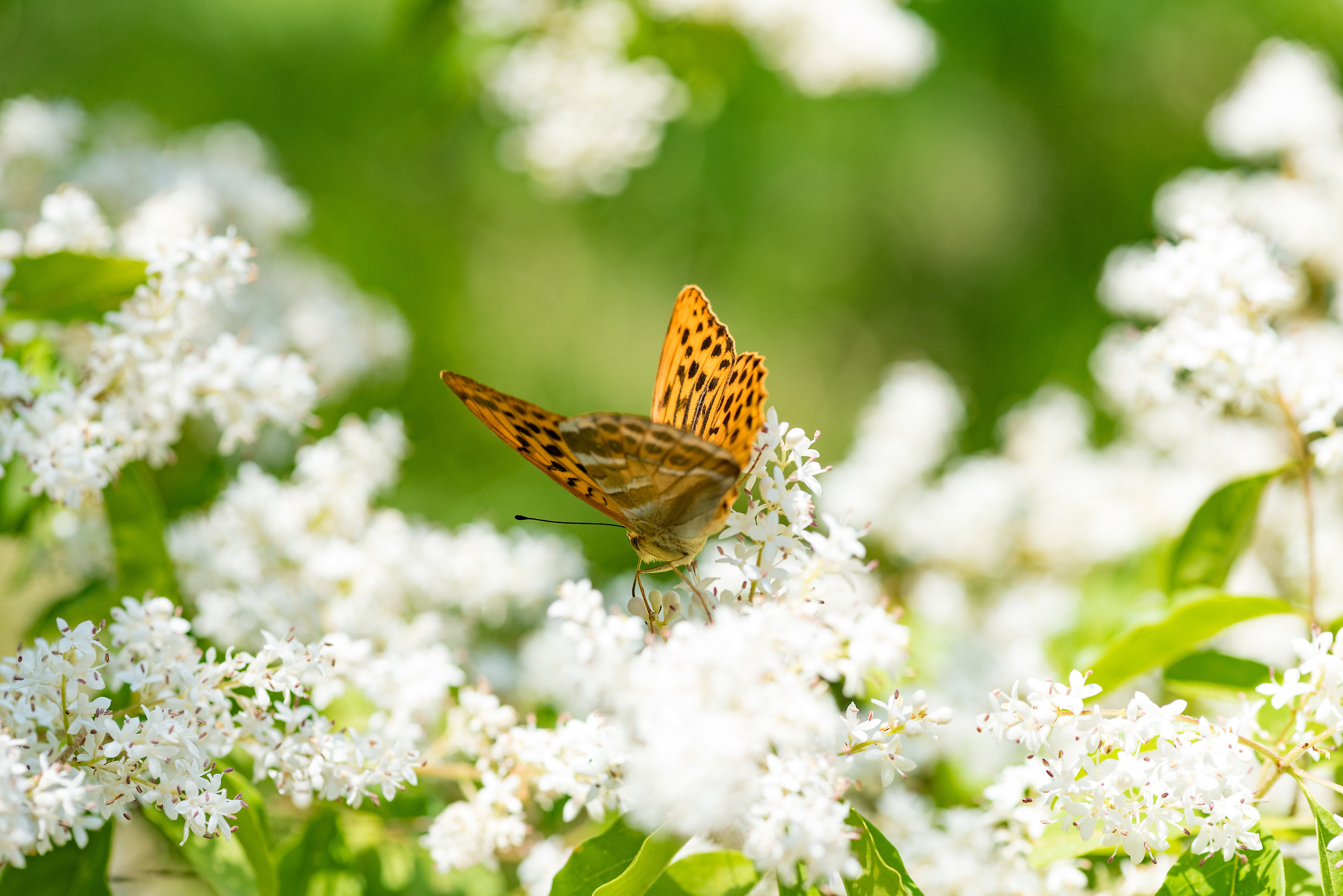 Argynnis paphia