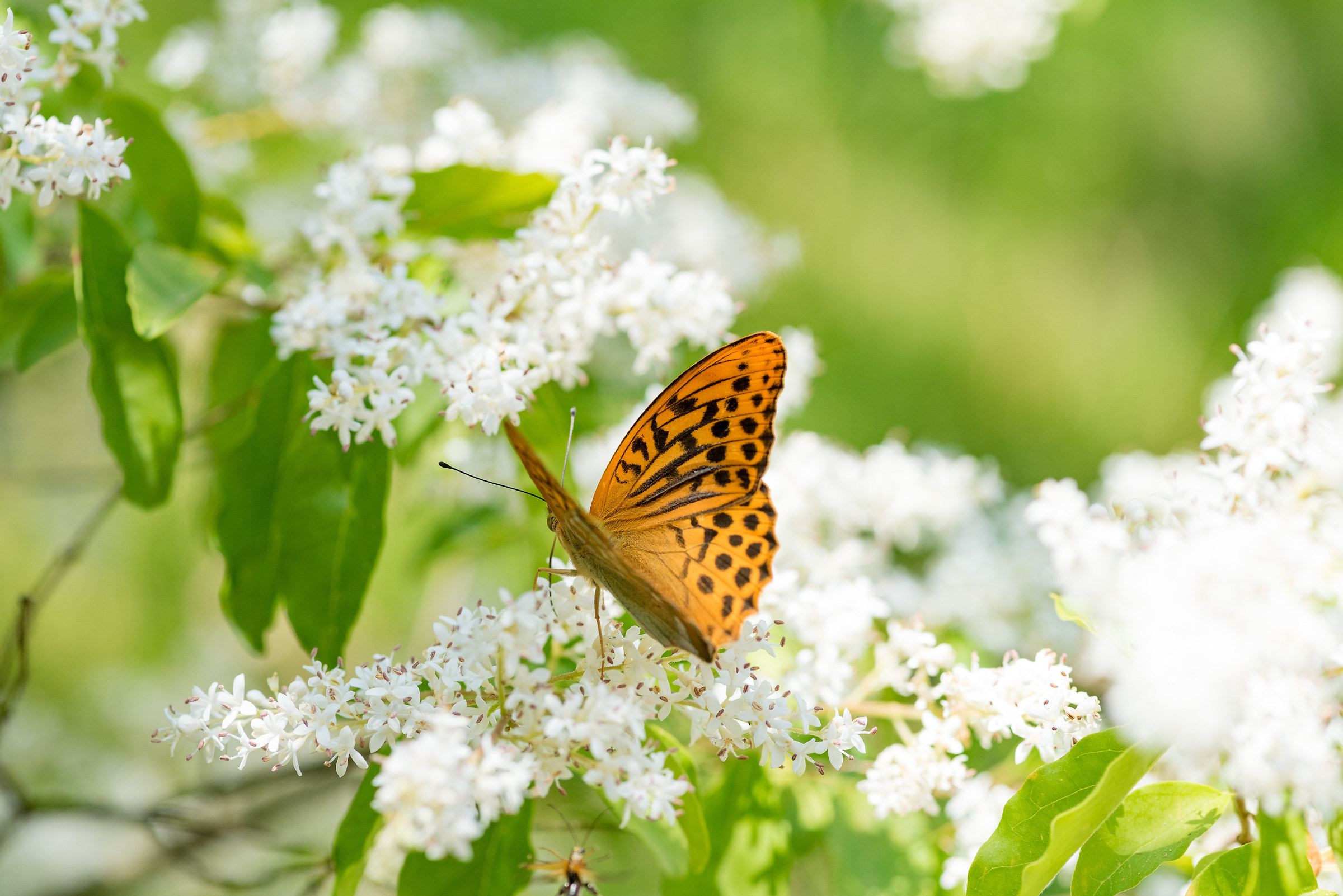 Argynnis paphia