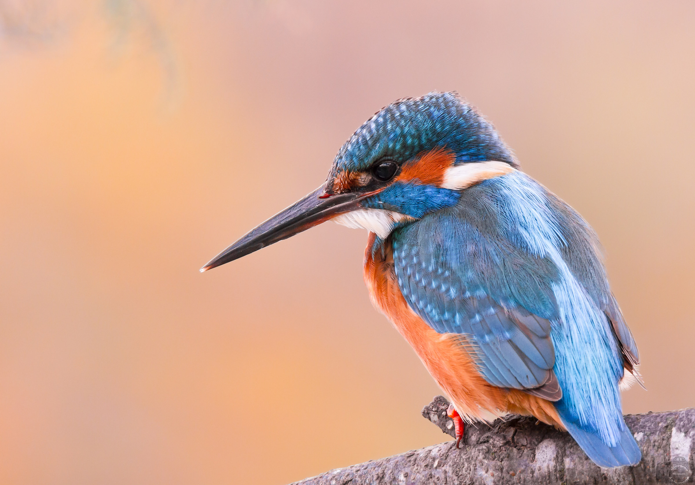 Martin Thinker Ops .. Fisherman