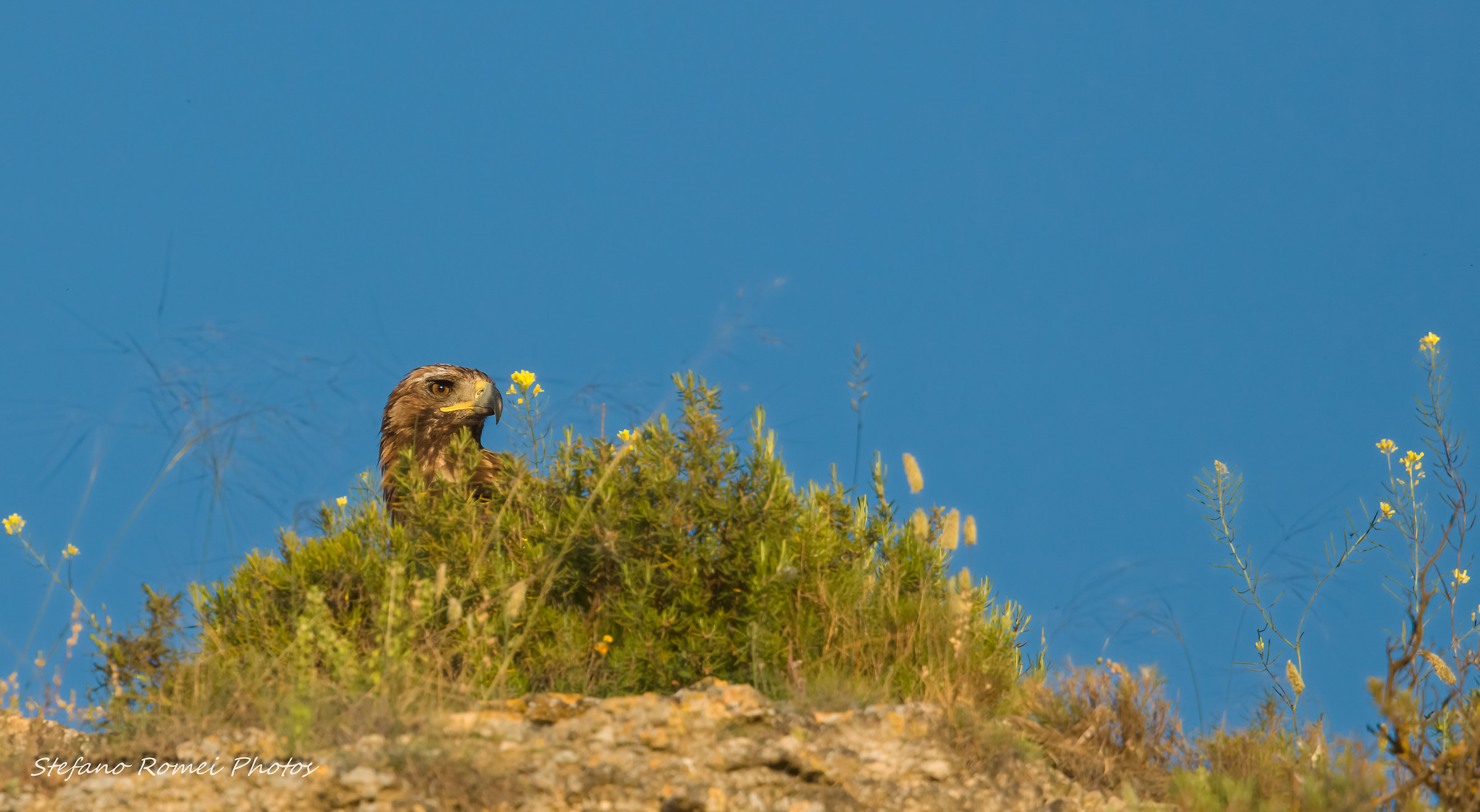 regina sei la mia rovina!