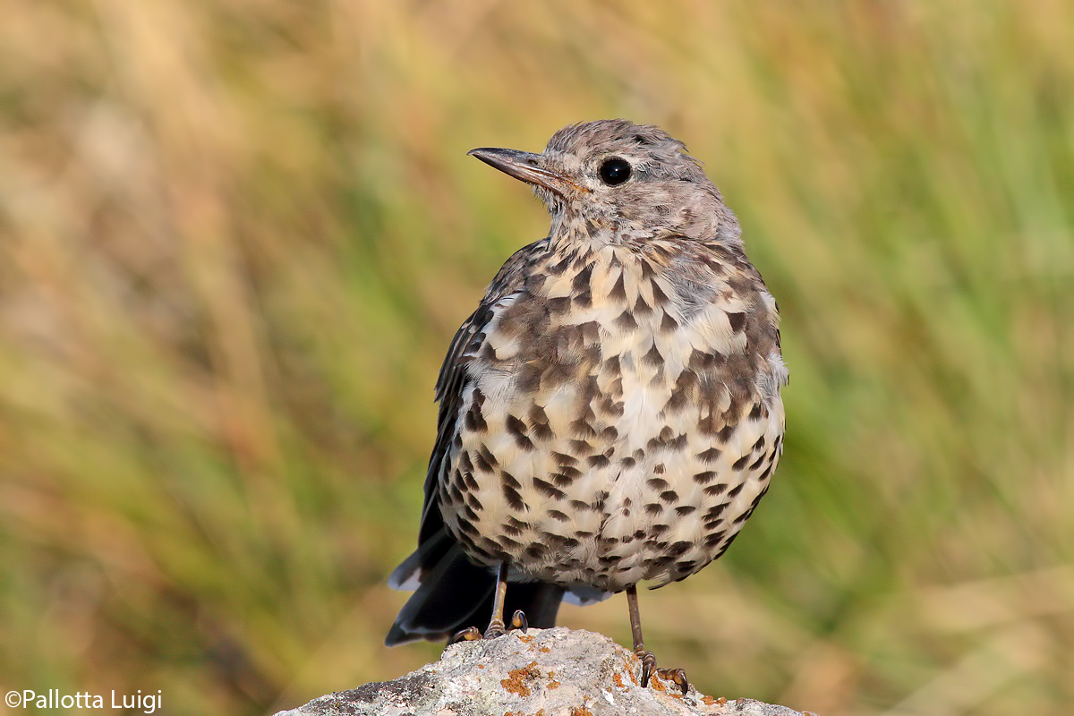 Tordela (Turdus viscivorus)