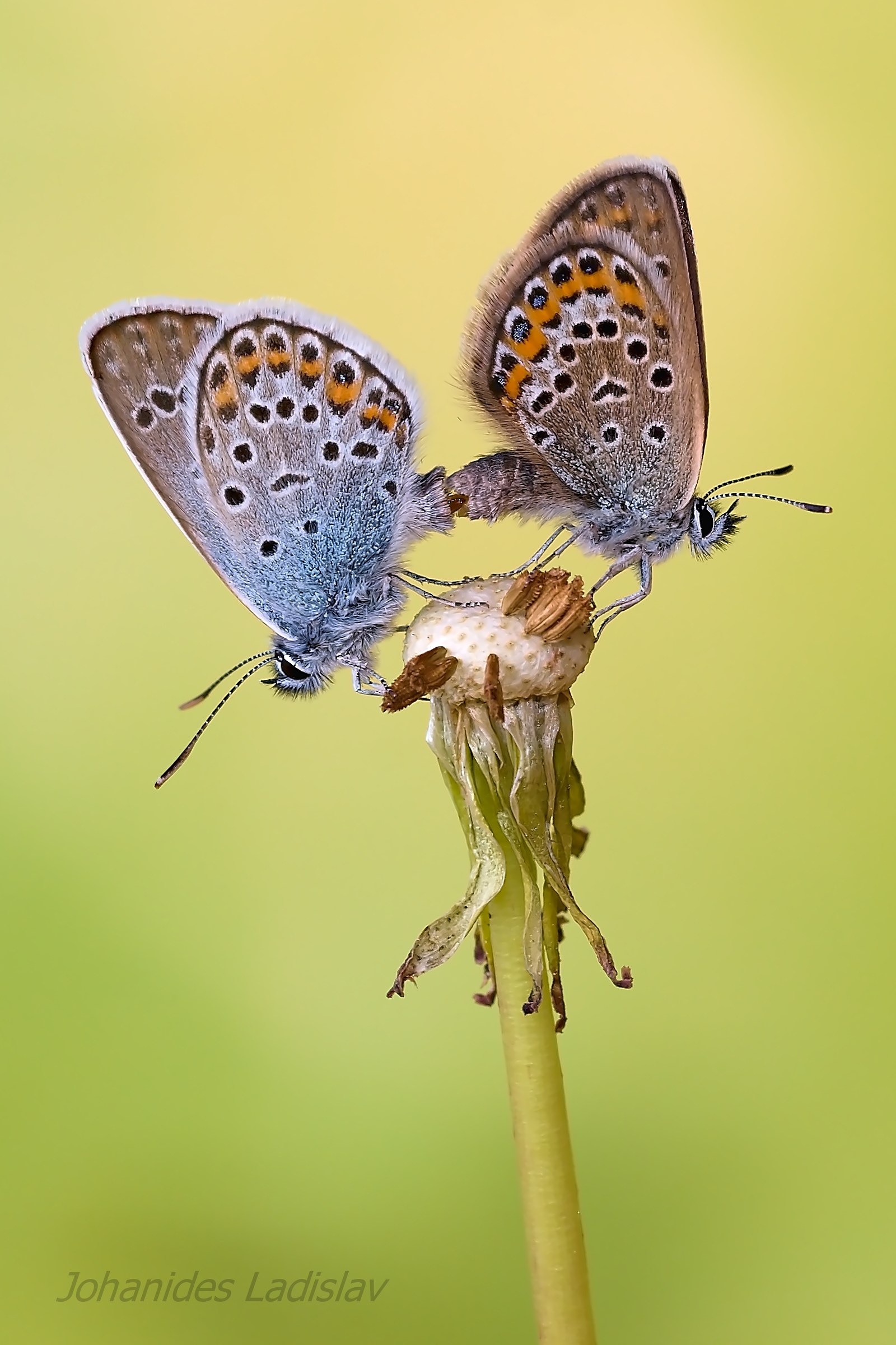 Plebejus argus
