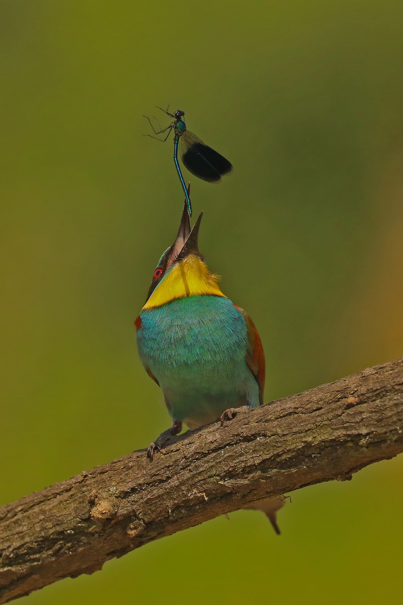 il gruccione e la libellula