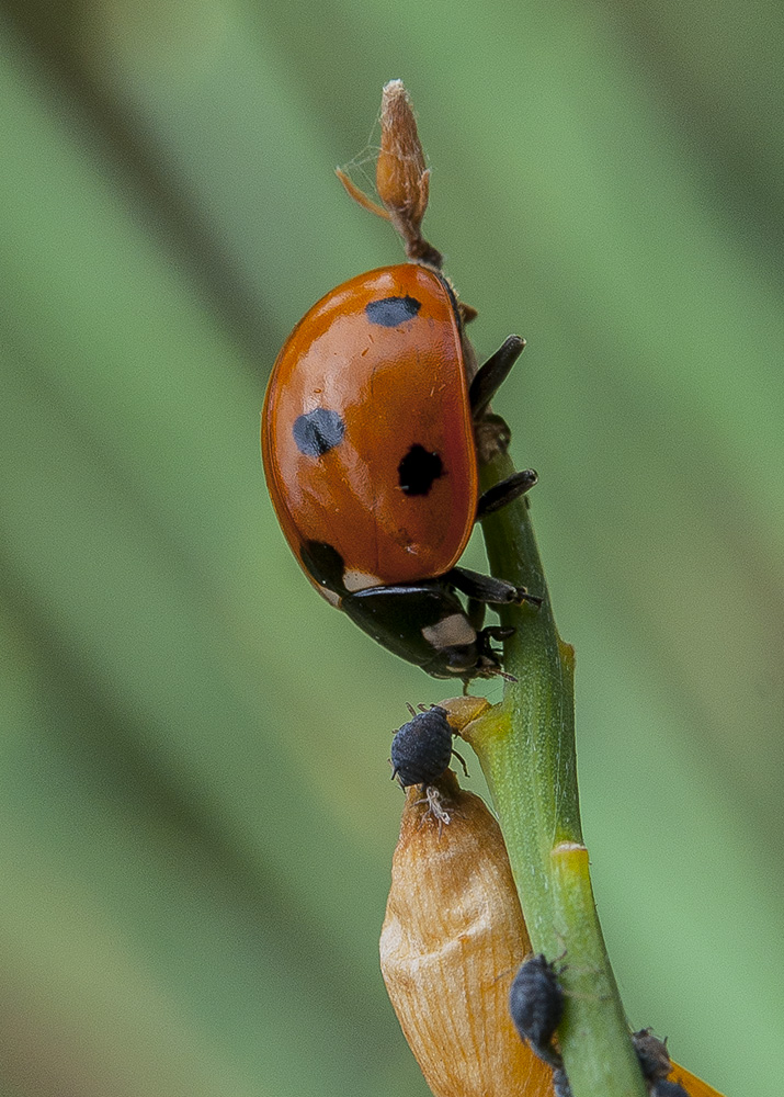 ladybug...