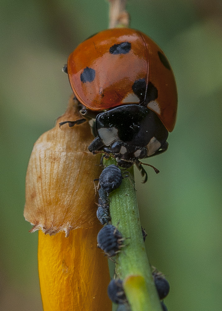 coccinella2