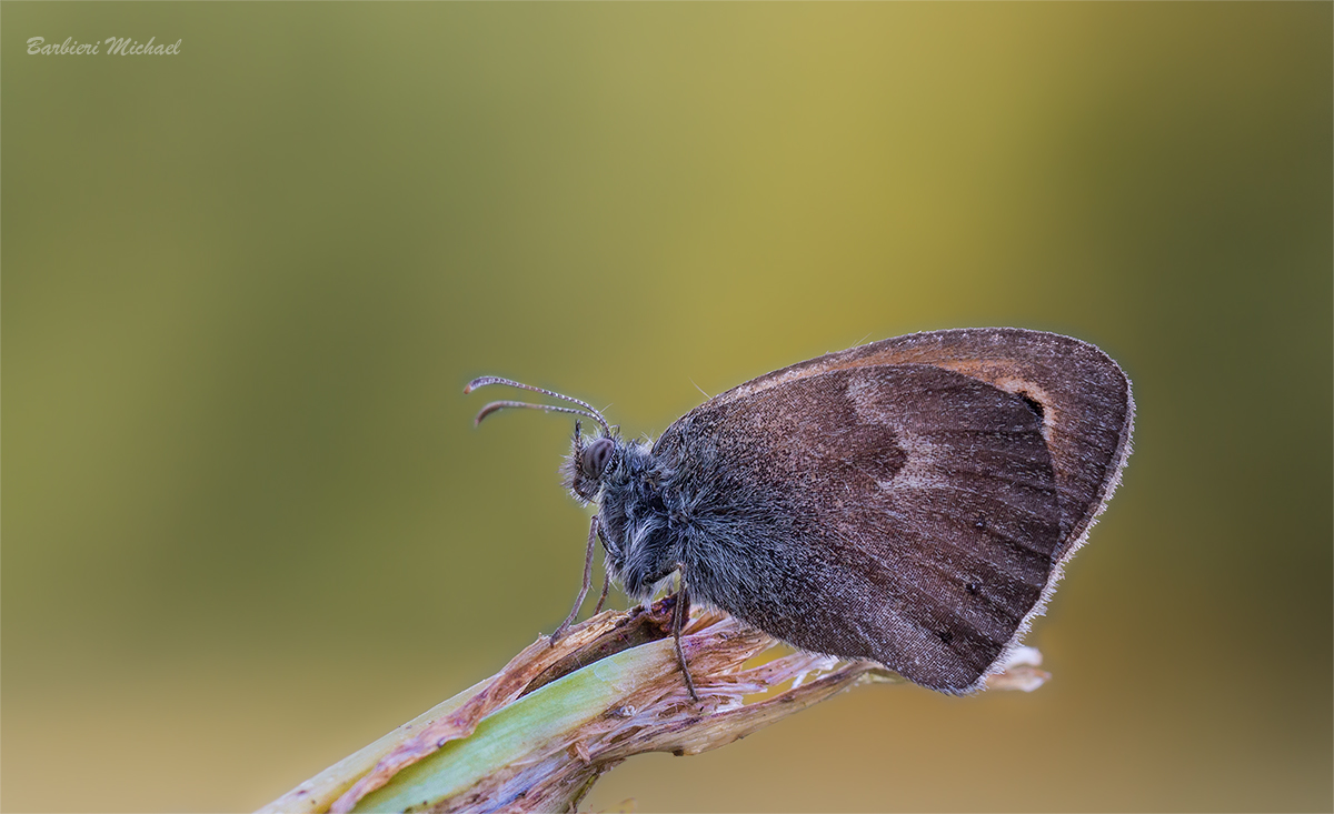 Coenonympha pamphilus