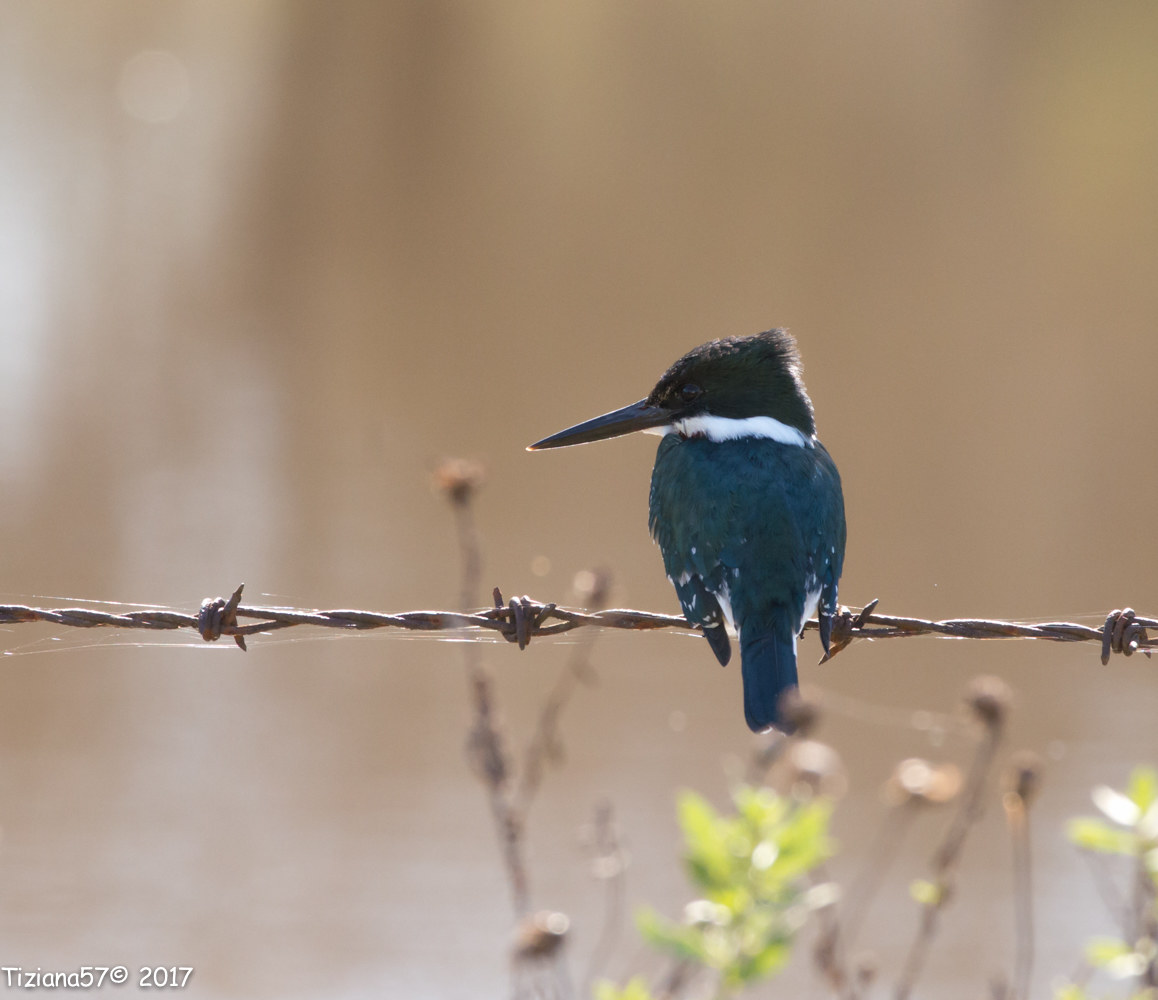Martin pescador chico