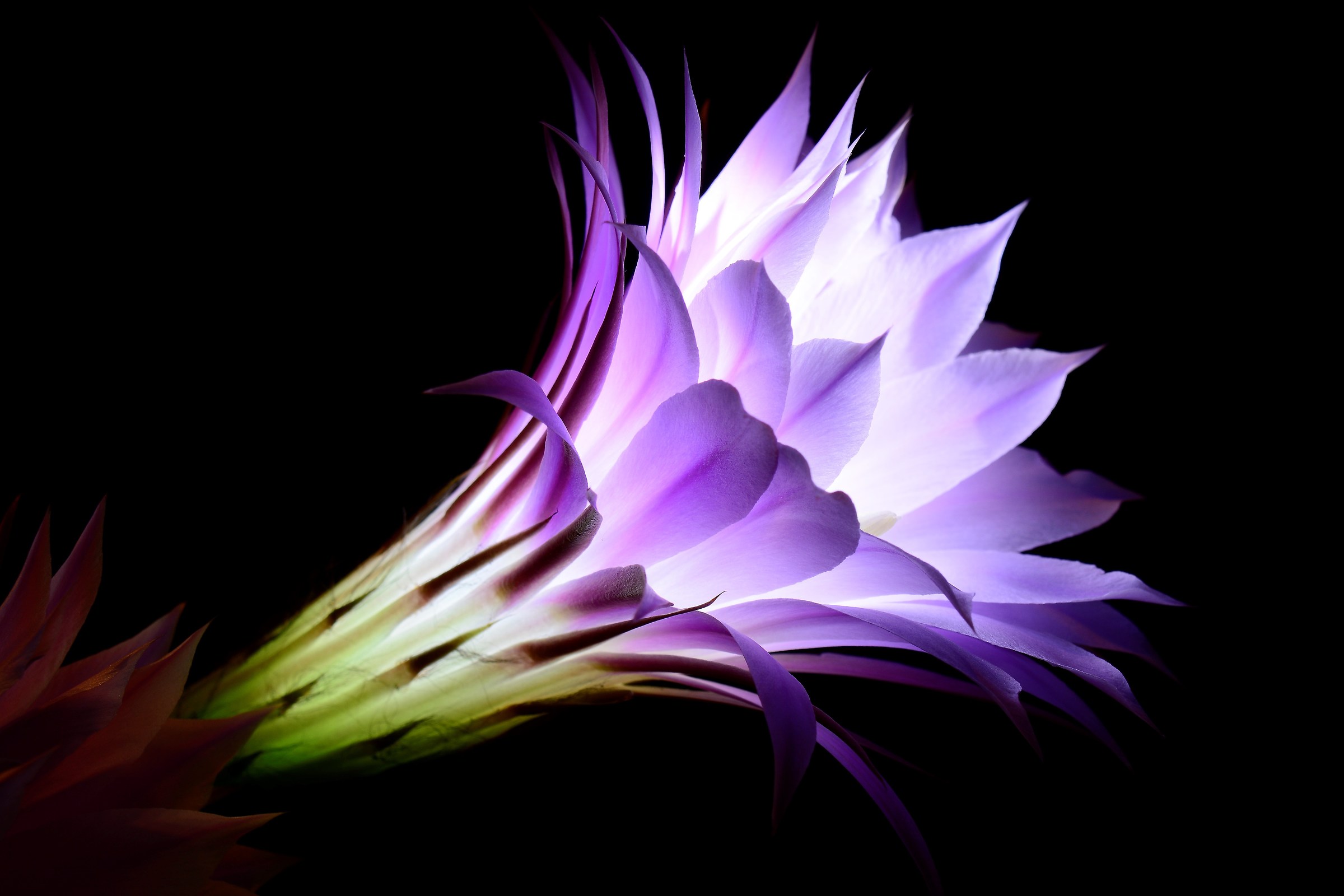 Flower of Echinopsis 2