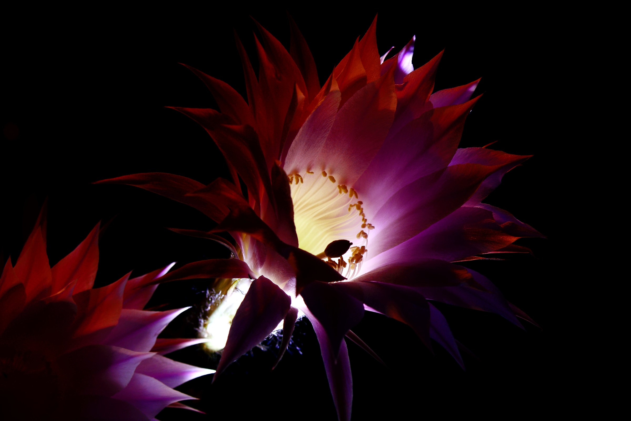 Echinopsis Flower 3