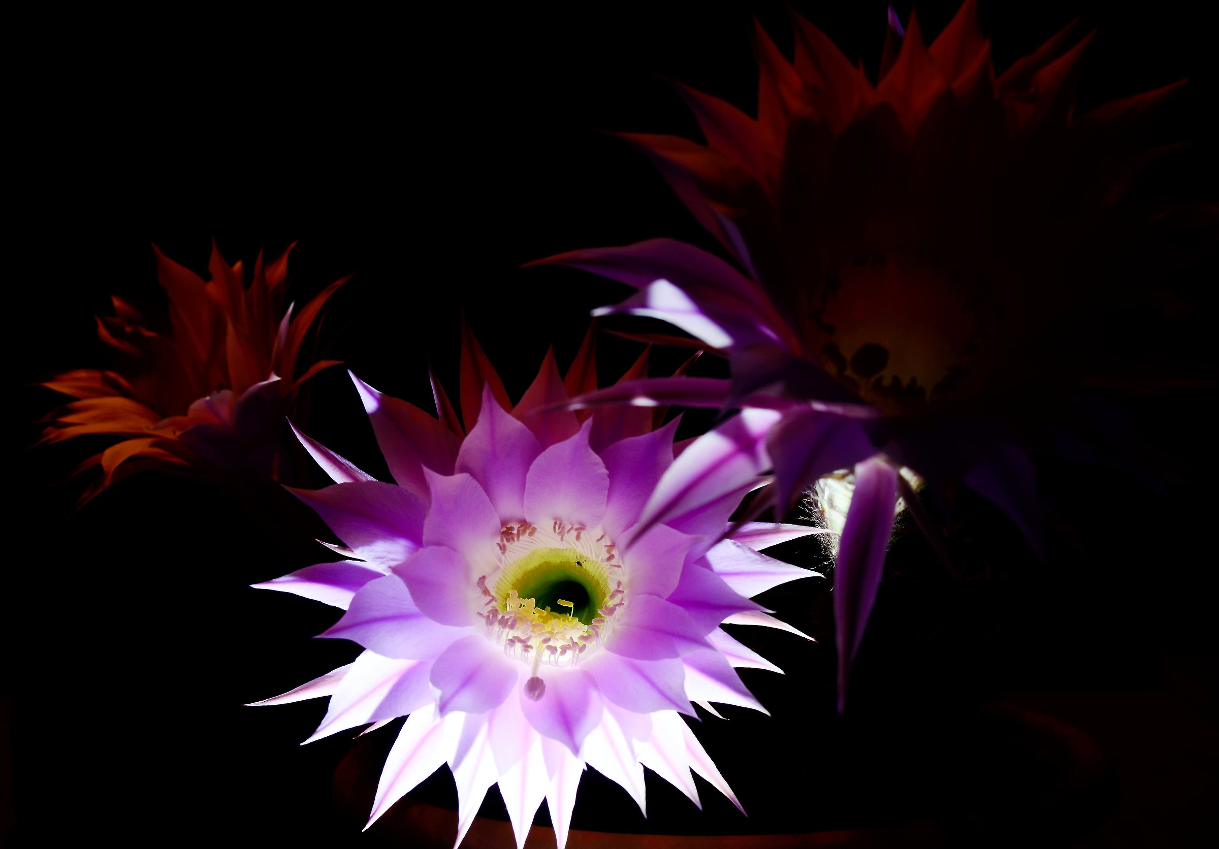 Echinopsis flower 4