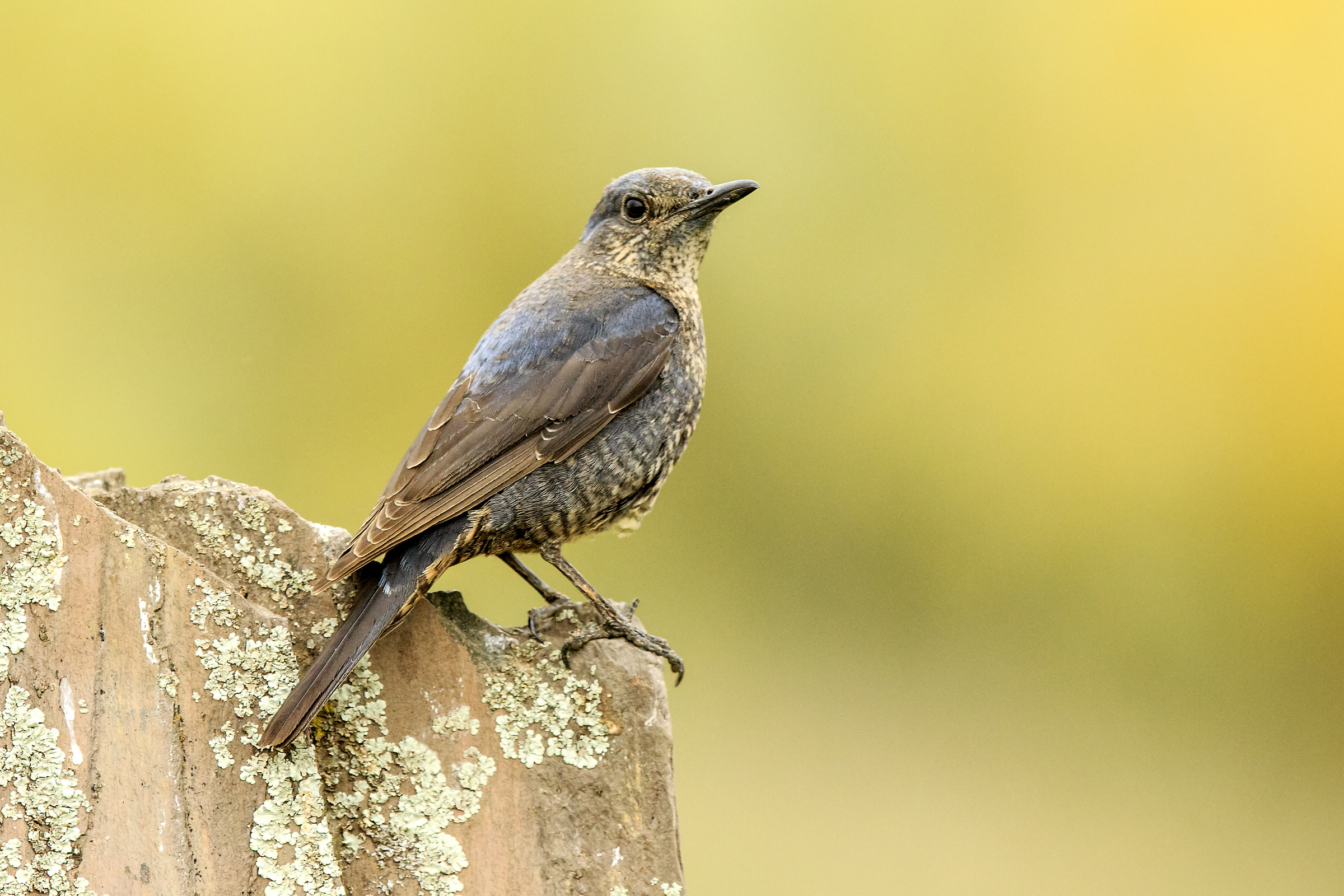 Lonely sparrow - female