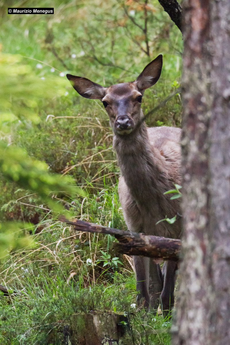 You're with the deer