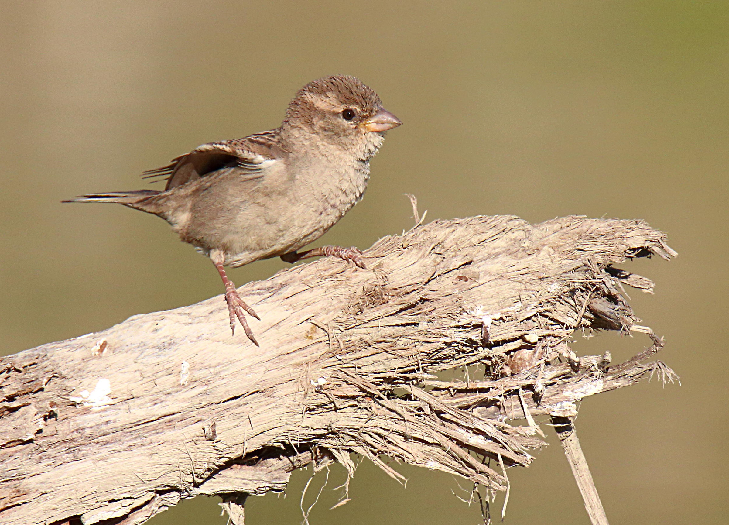 Sparrow