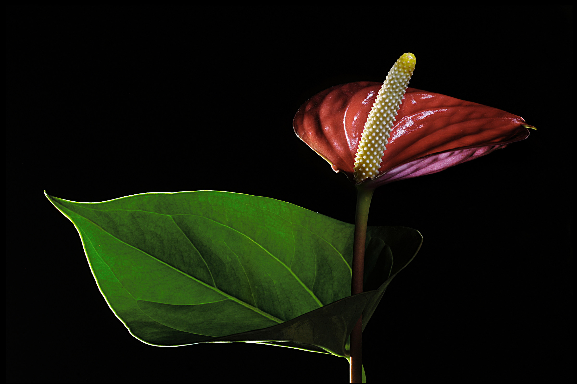 l'anthurium