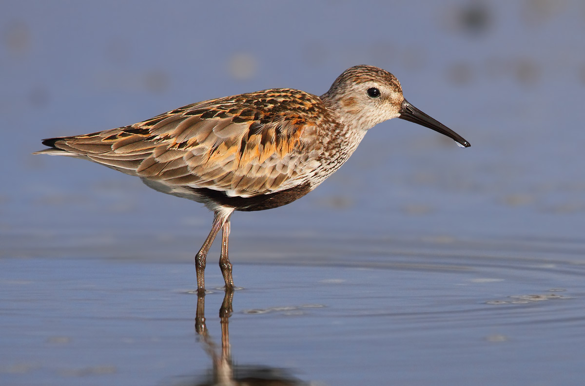 Dunlin